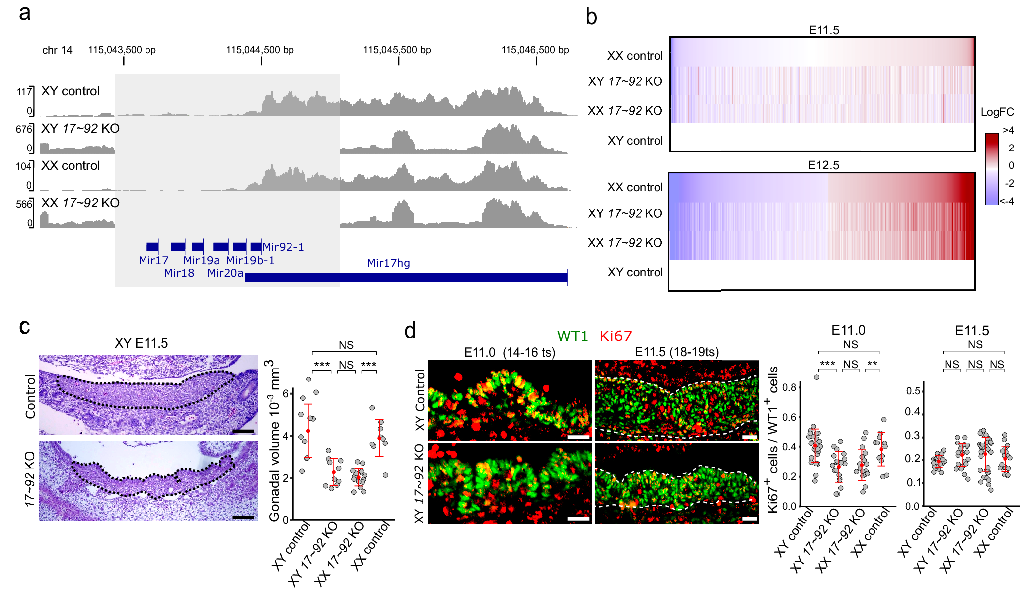Fig. 2: Bulk RNA-seq and morphometric analysis of miR-17~92 KO gonads during sex determination.