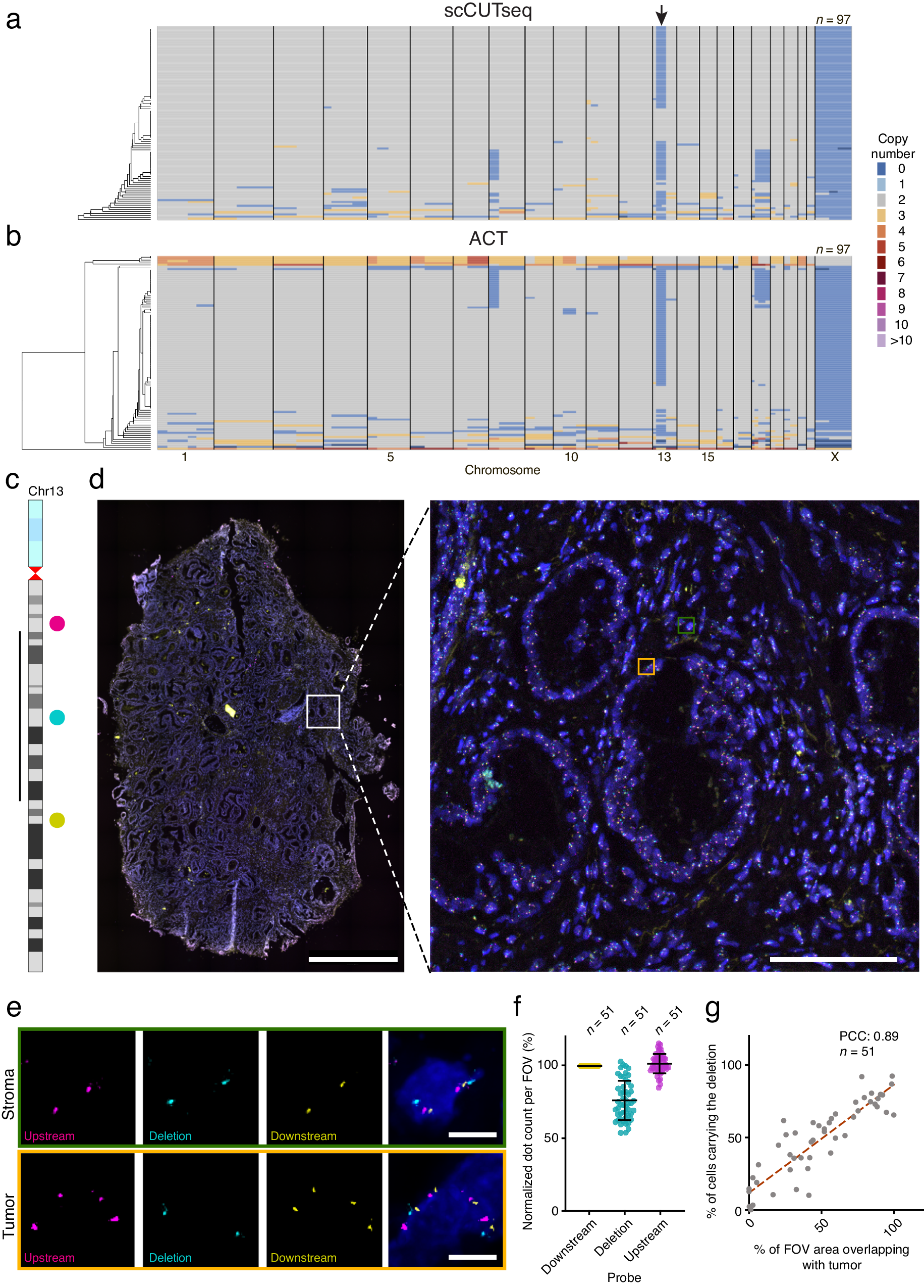 Fig. 3: Validation and spatial mapping of pseudo-diploid cells identified by scCUTseq.