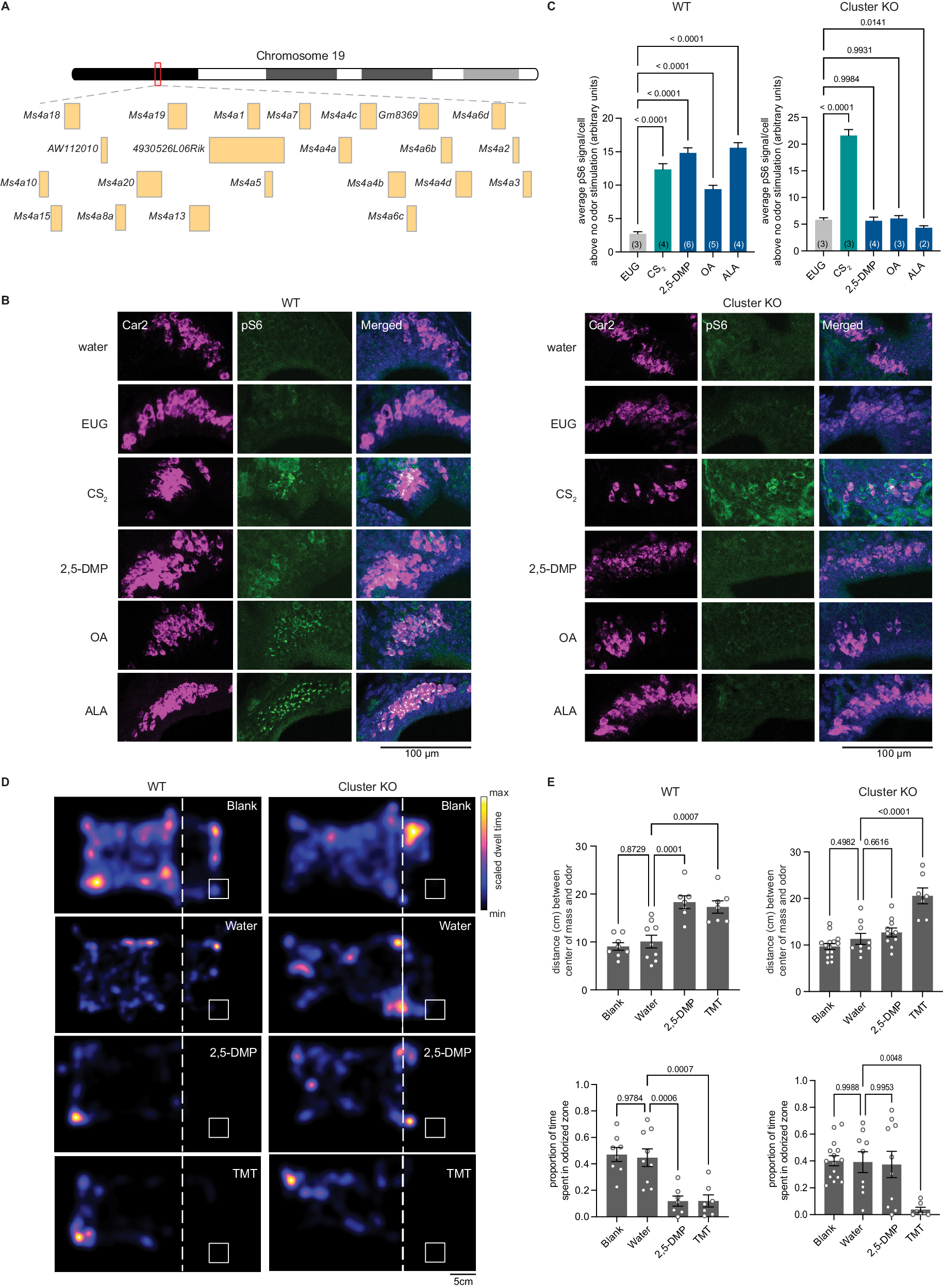 lsm-2004 pimpandhost 1038)))))))''''' CD20/MS4A1 is a mammalian olfactory receptor expressed in a subset of  olfactory sensory neurons that mediates innate avoidance of predators |  Nature Communications