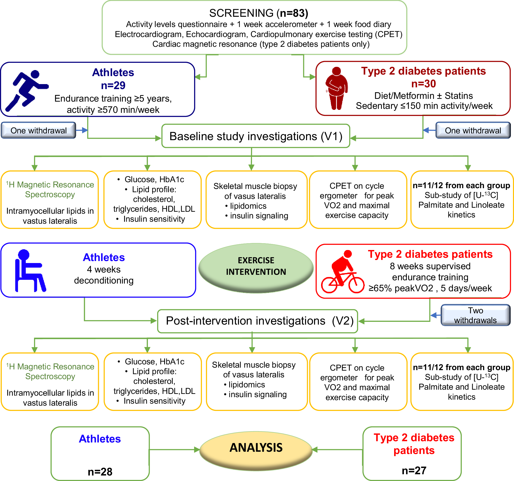 Fig. 1: Study consort and flow diagram, showing selection of the two study populations after screening, baseline study investigations (V1), exercise interventions and post-intervention study investigations (V2).