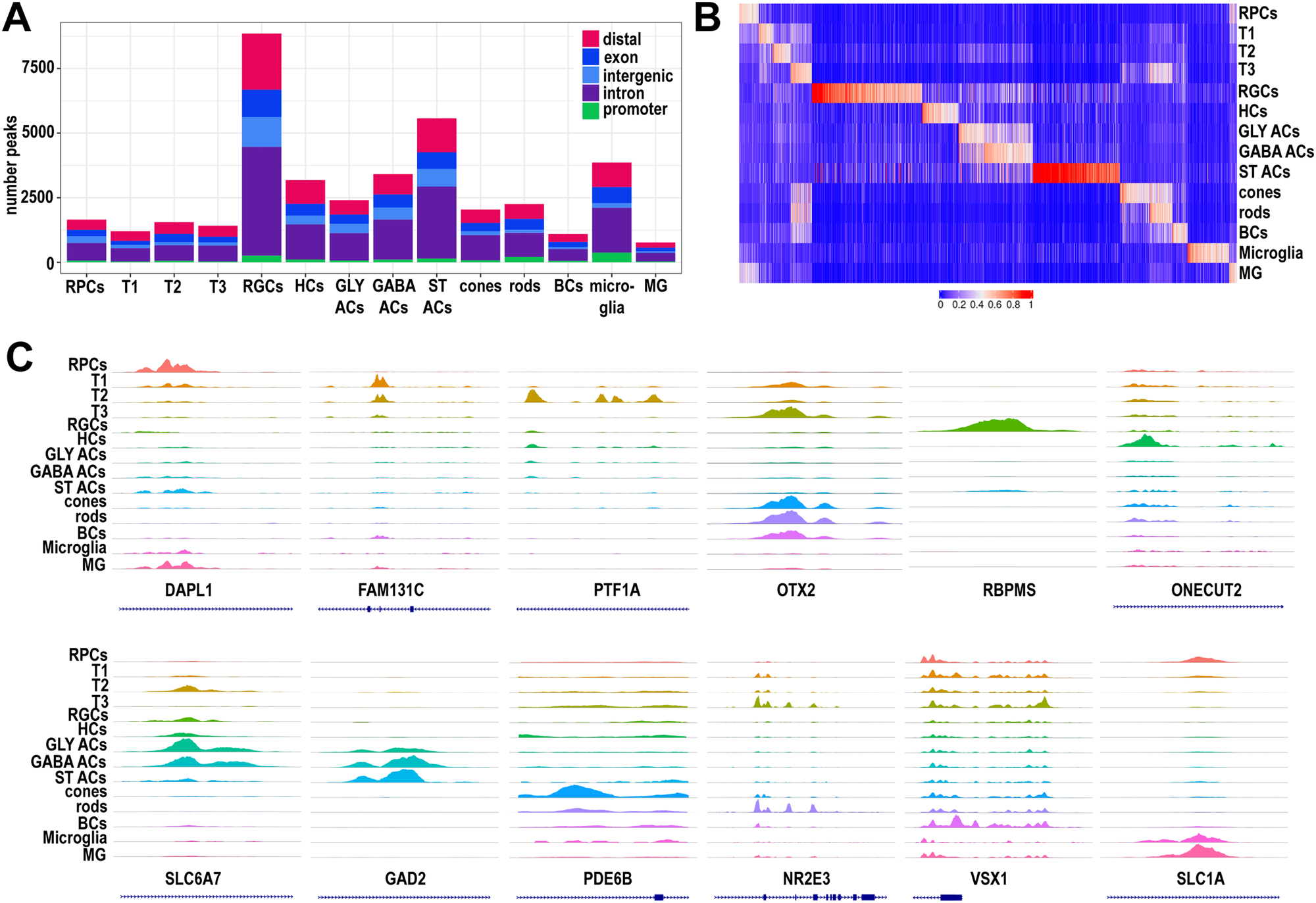 Fig. 4: Single cell ATAC-Seq analysis of developing retina samples reveals cell type specific chromatin accessibility profiles.