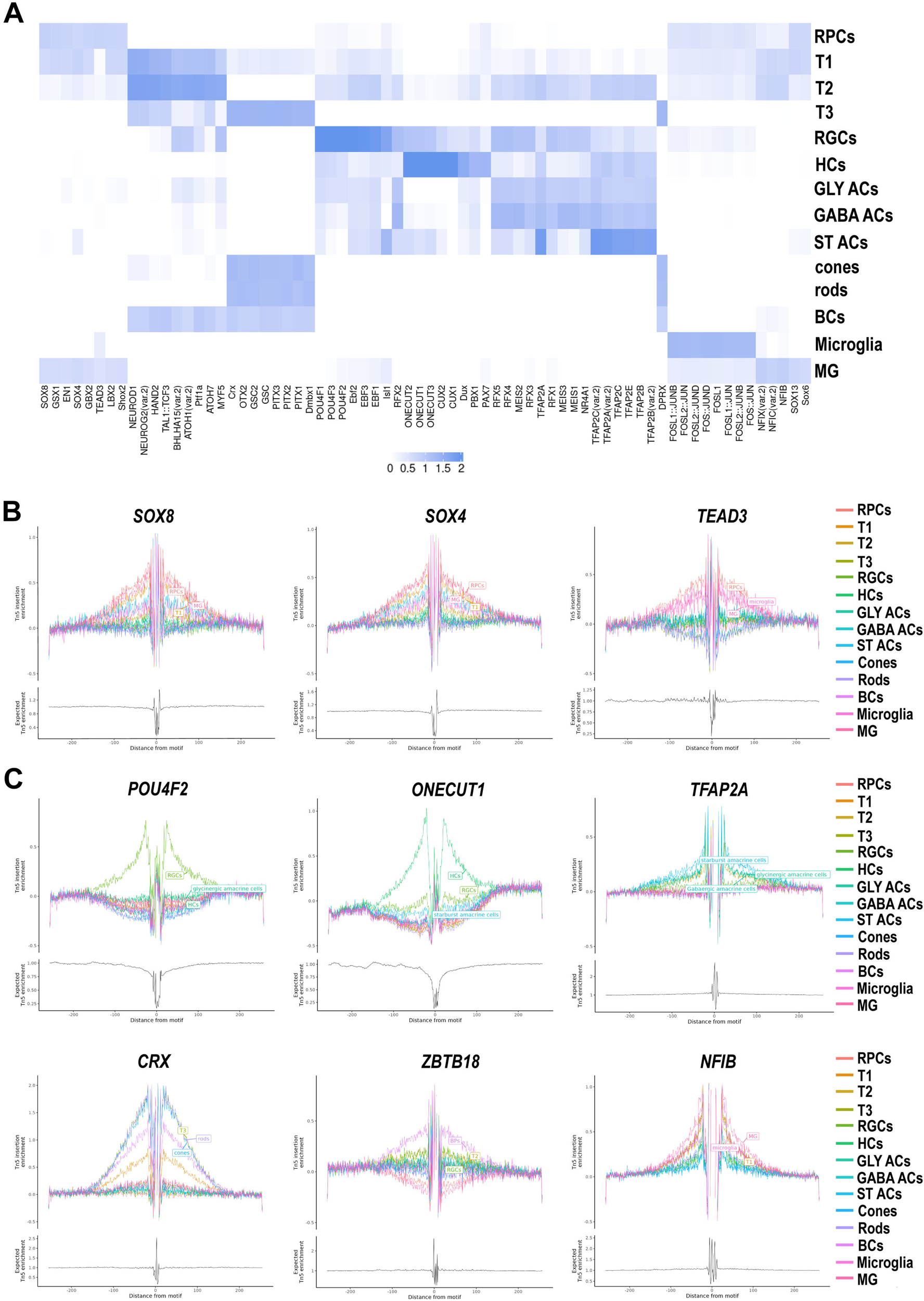 Fig. 5: Motif analysis of accessible DNA peaks predicts cell type specific TFs in the developing human retina.