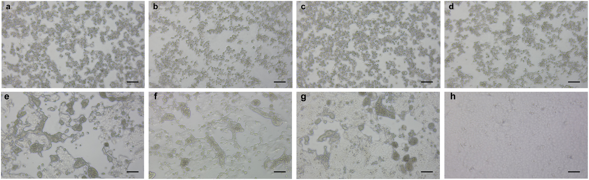Fig. 4: SARS-CoV-2 BA.5 acquired fusogenicity during chronic persistent infection.