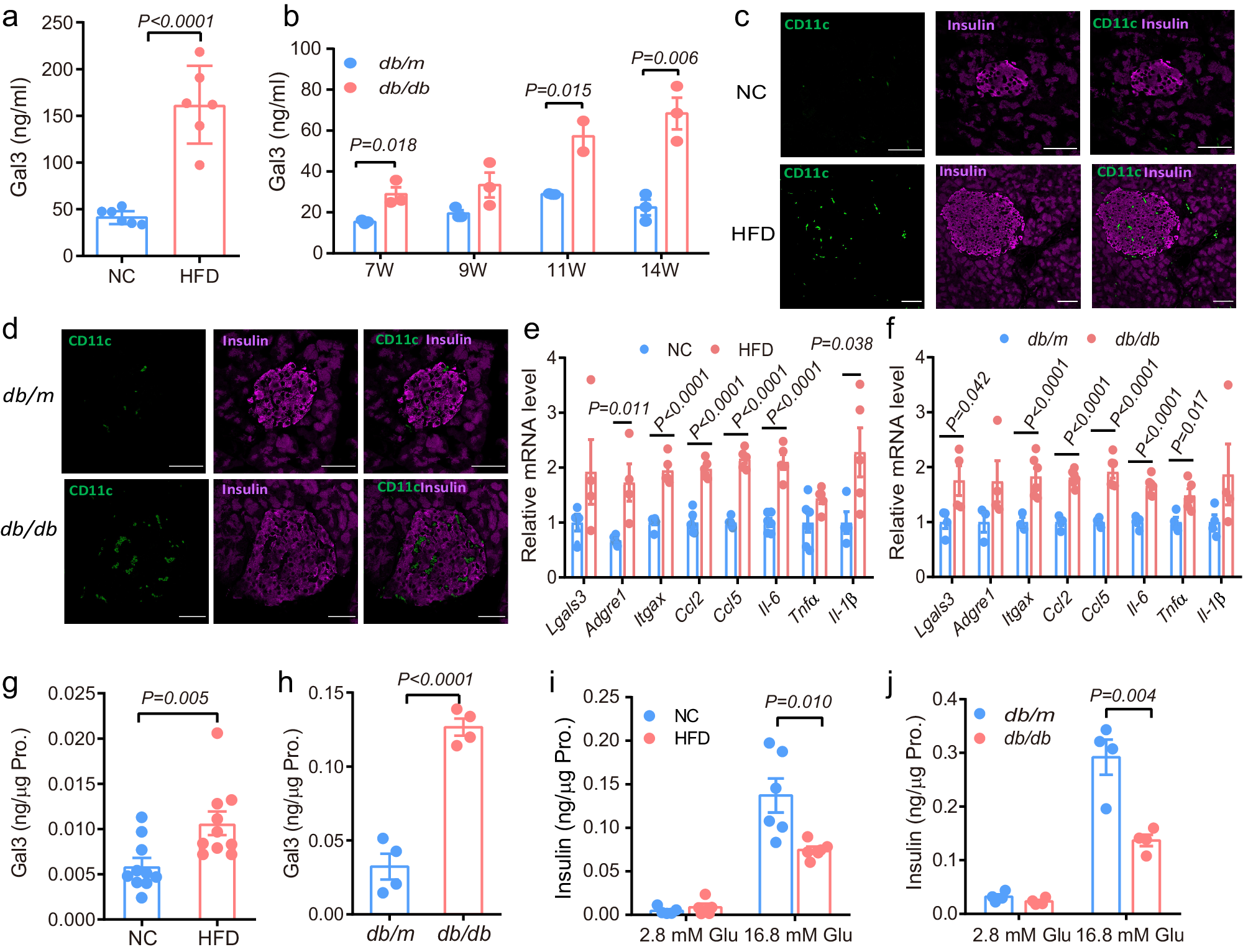 Fig. 1: Obesity increases Gal3 levels in islets and plasma.