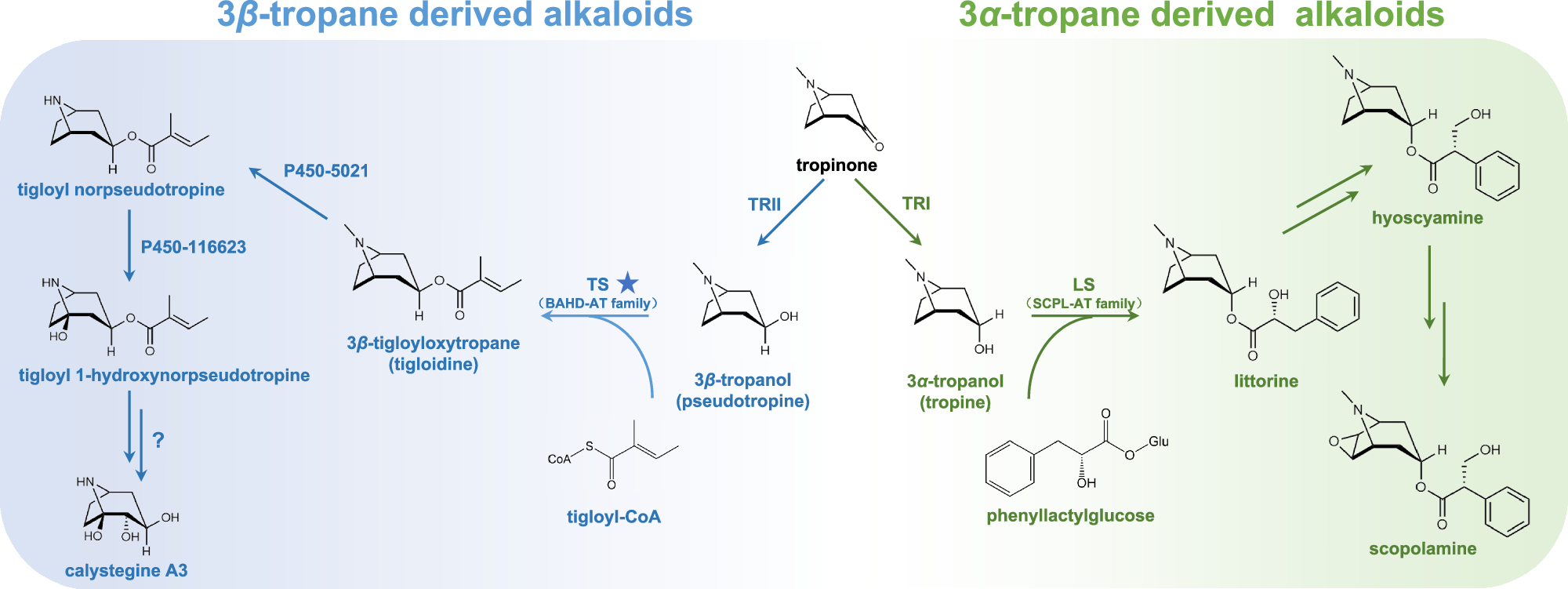 Fig. 1: Proposed pathway for the biosynthesis of tropanol-derived alkaloids.