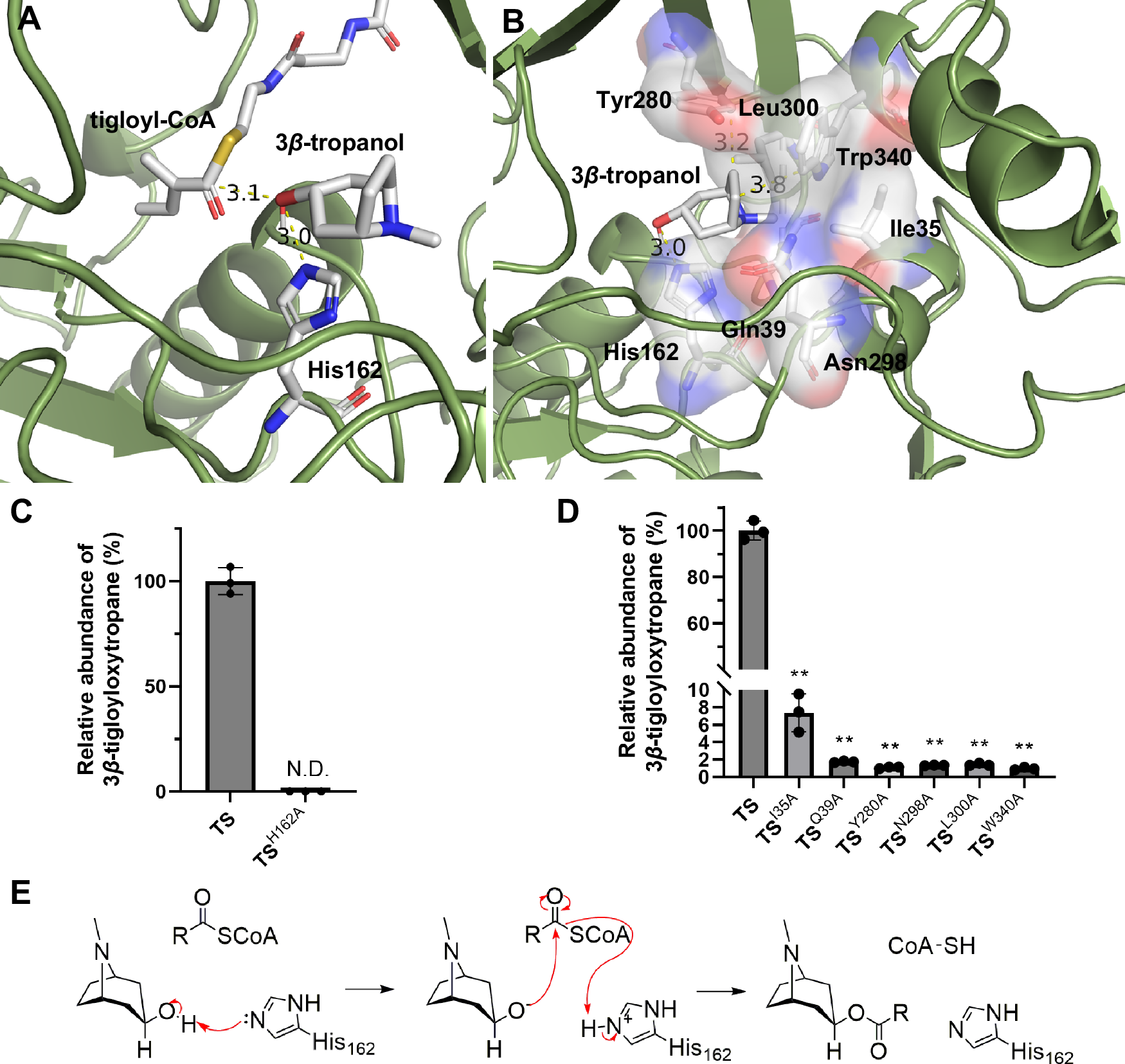 Fig. 5: Catalytic mechanism of TS.