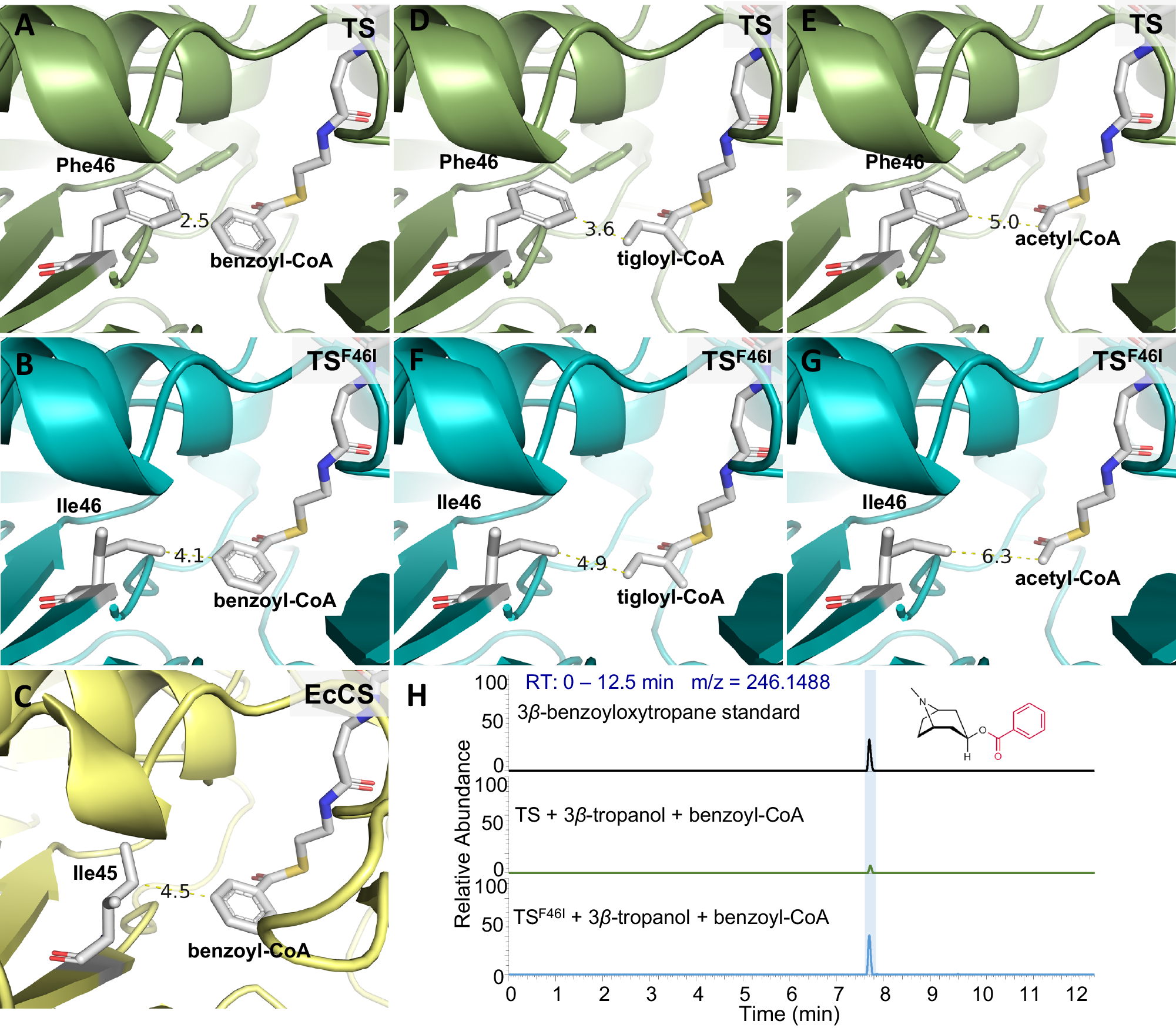 Fig. 6: Improvement in the substrate promiscuity of TS.