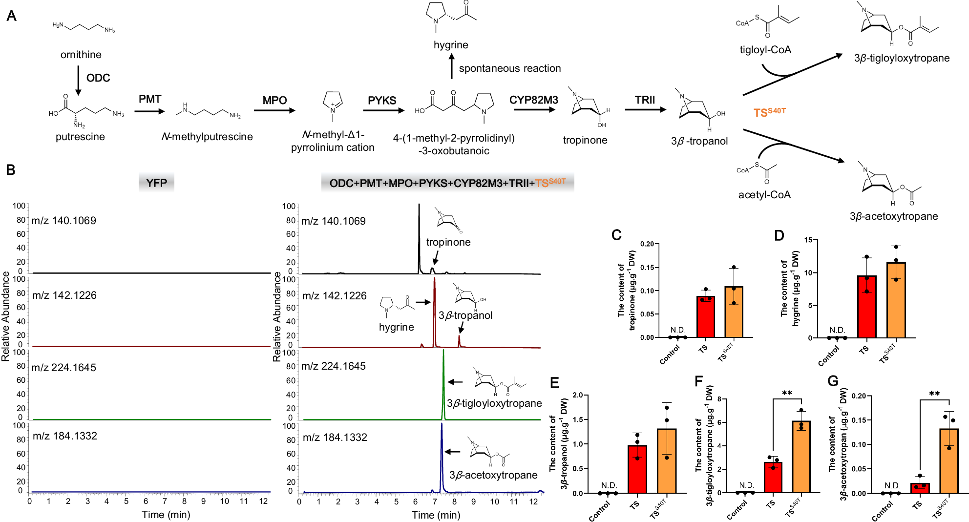 Fig. 7: De novo synthesis of 3β-tigloyloxytropane in N. benthamiana.