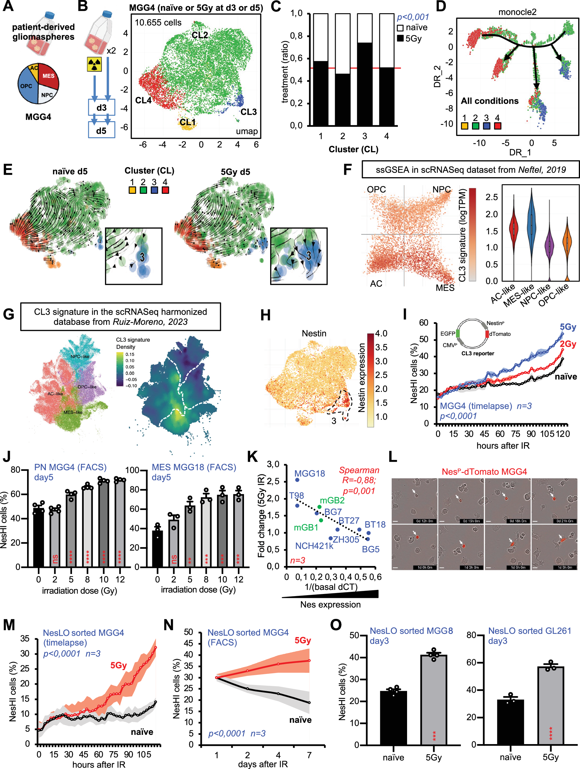 Fig. 1: scRNA-seq analysis unveils a GBM radiotherapy-induced cell state transition.