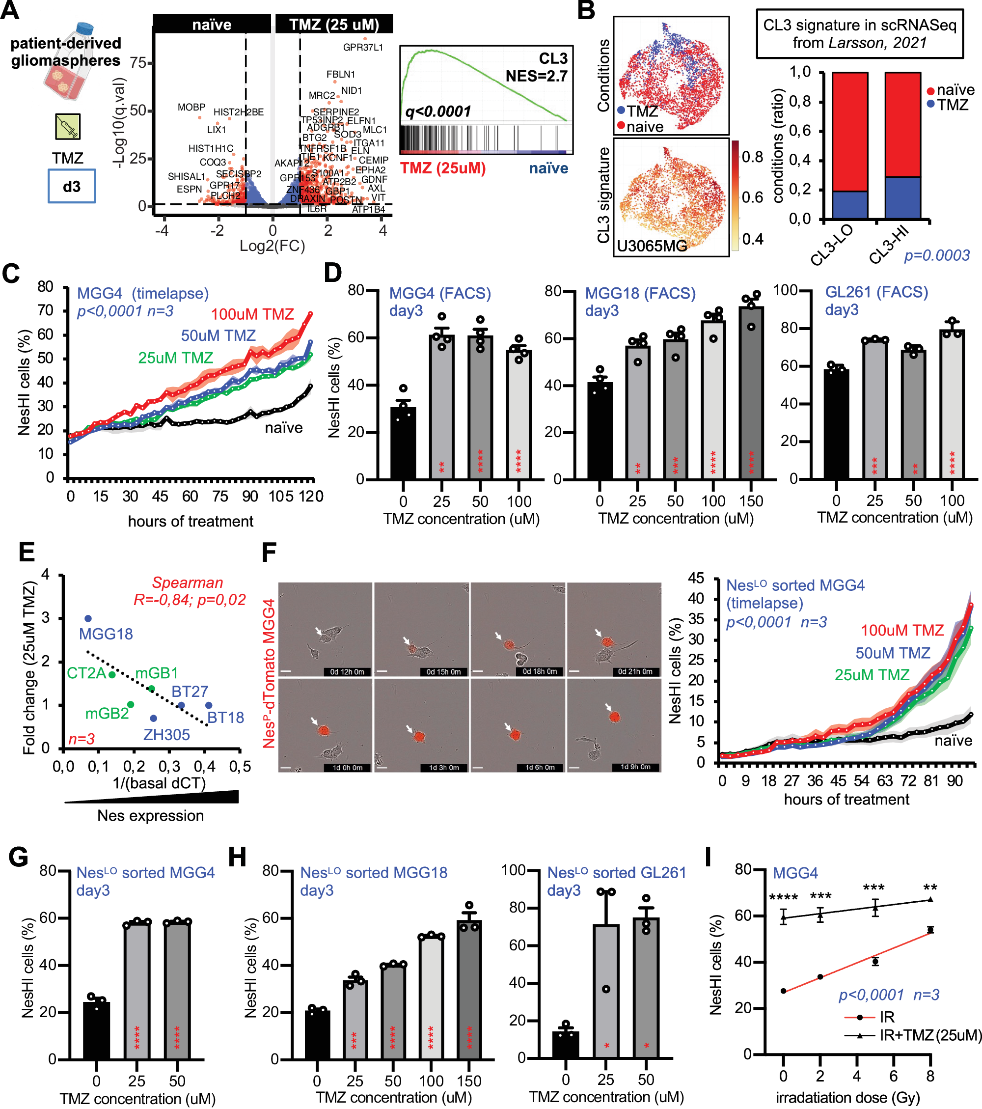 Fig. 2: TMZ treatment induces GBM cell state transition.