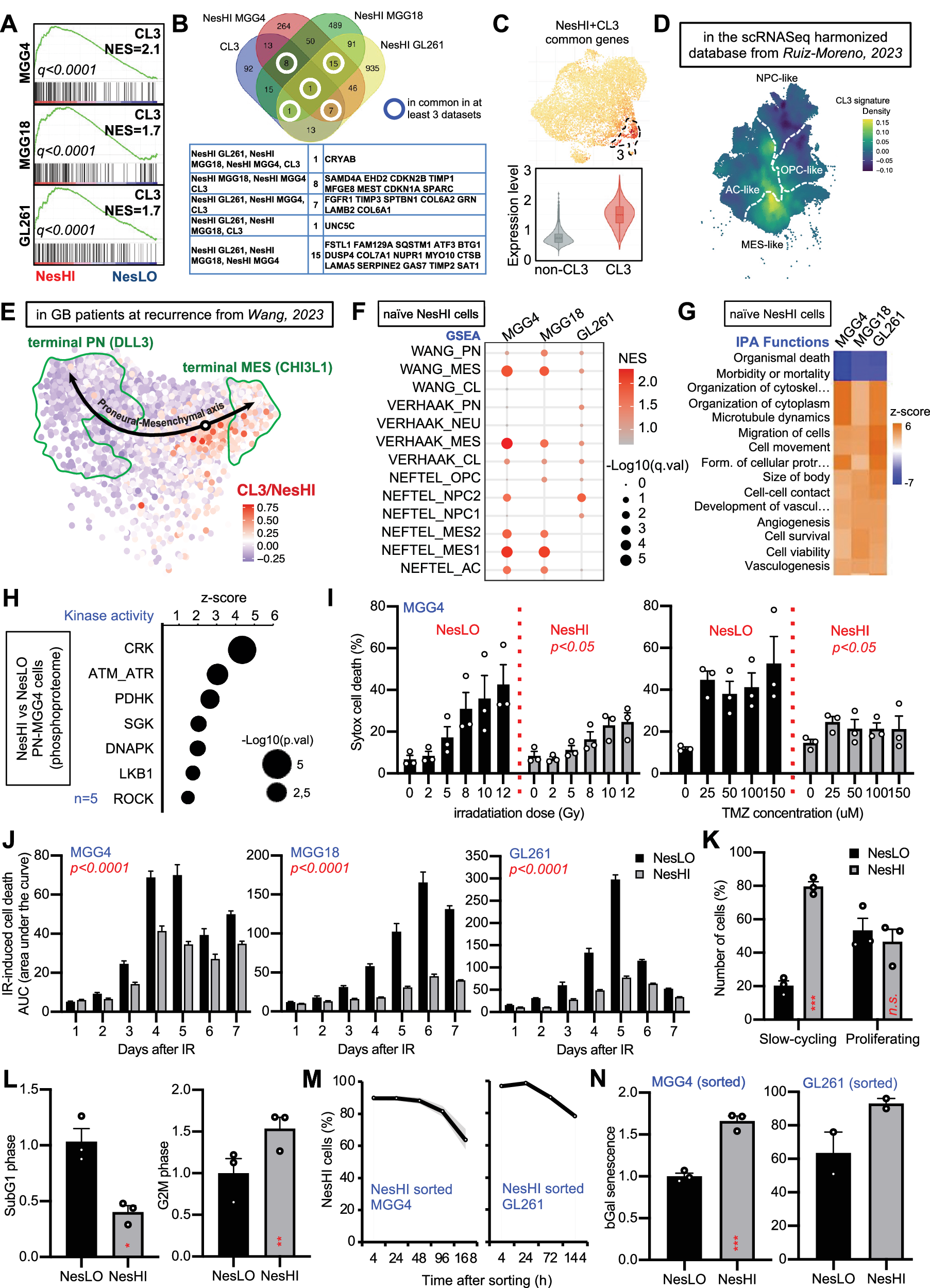 Fig. 4: The CL3/NesHI state is already present in naïve GBM cells and is reversible, slow-cycling, senescent-like and resistant to therapy.