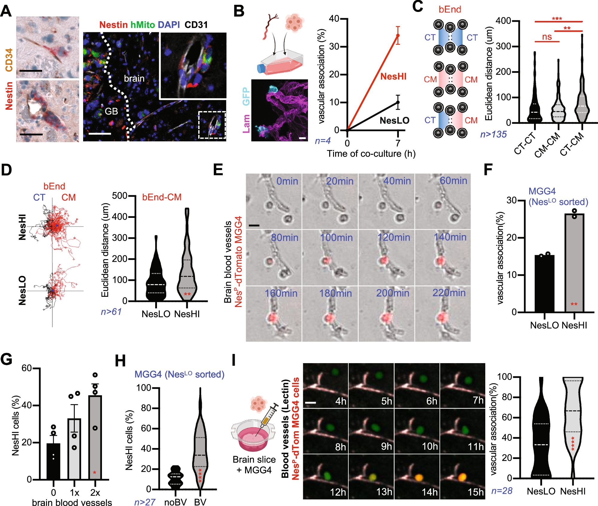 Fig. 5: VC-Resist GBM state co-opts brain vasculature, which in turn induces cell reprogramming towards the VC-Resist state.