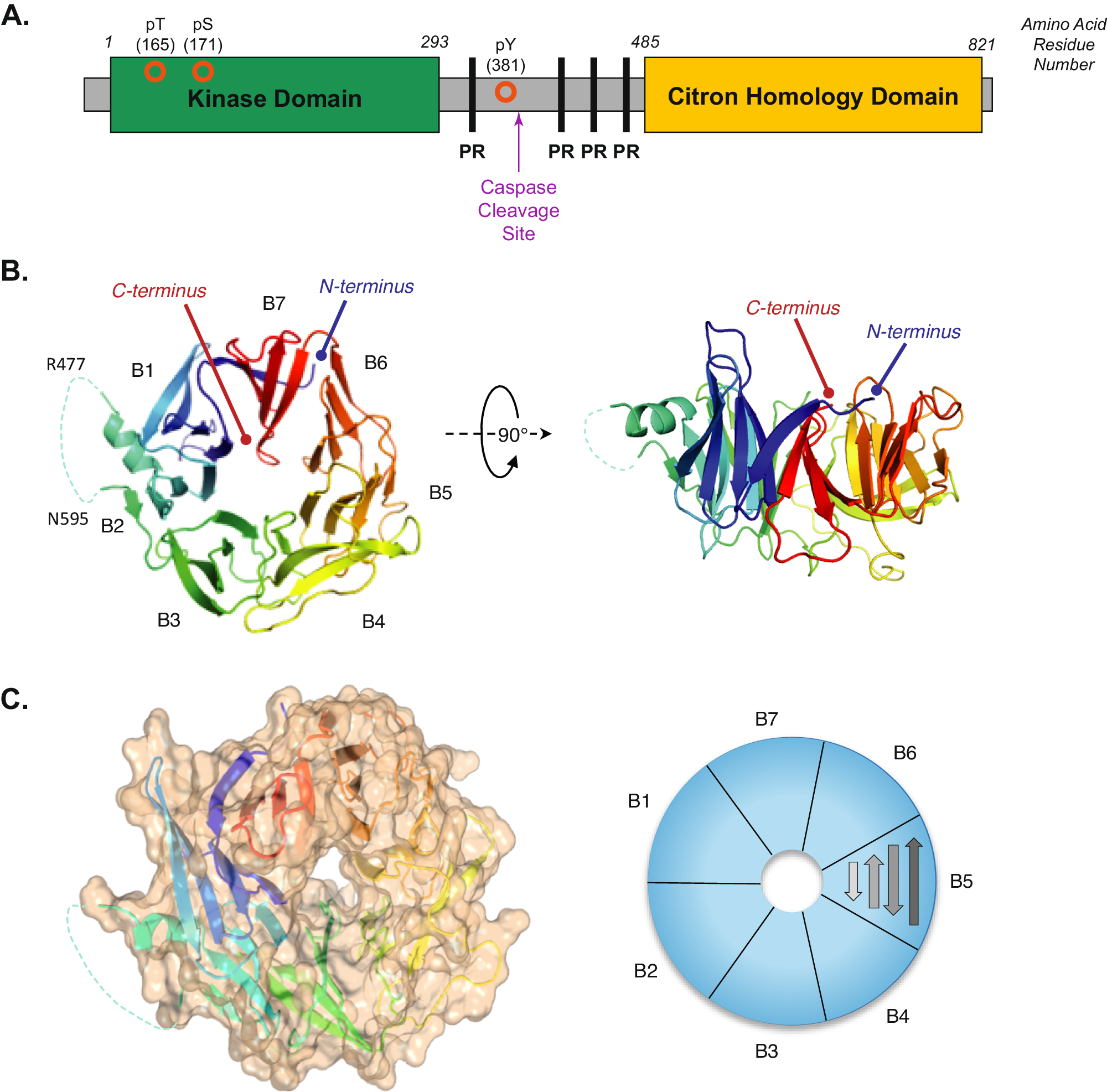 HPK1 citron homology domain regulates phosphorylation of SLP76 and  modulates kinase domain interaction dynamics | Nature Communications