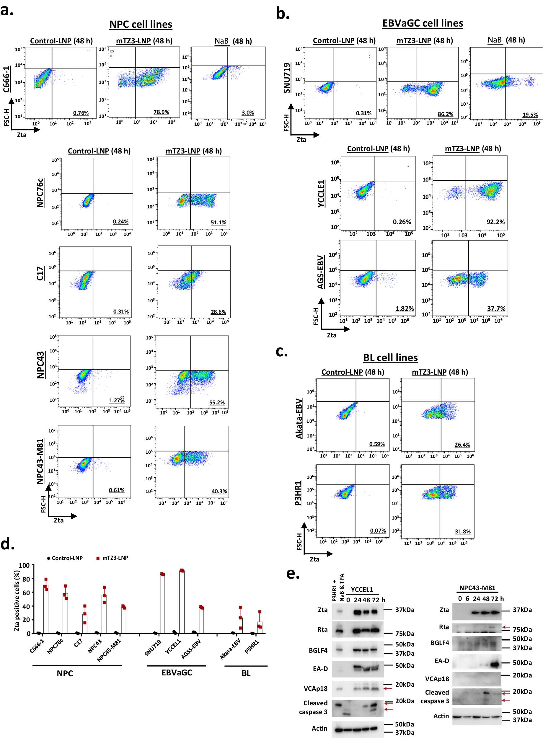 Fig. 4: Highly efficient EBV lytic reactivation in a panel of EBV-positive cancer cells treated with mTZ3-LNPs.