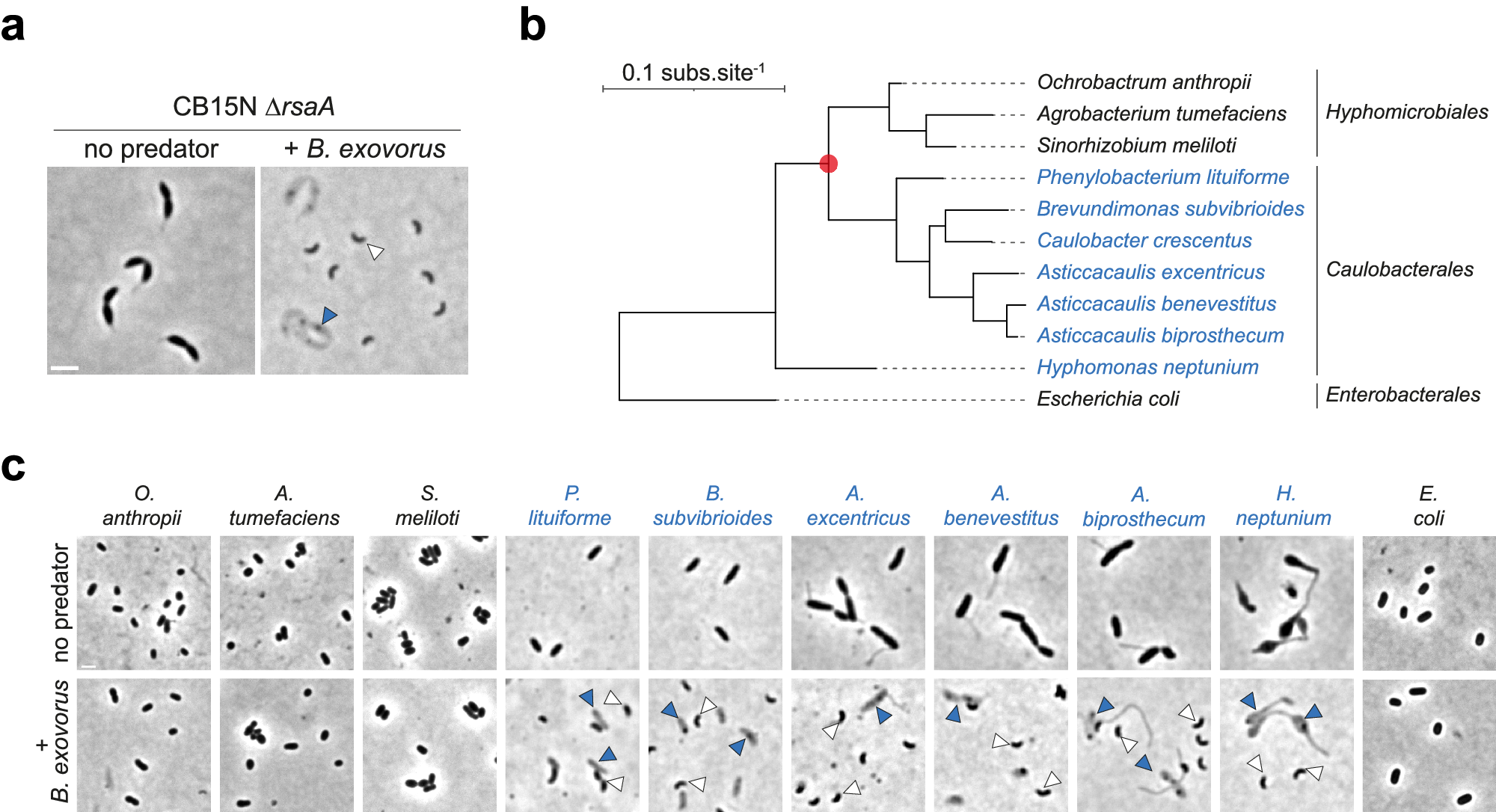 Lifecycle of a predatory bacterium vampirizing its prey through the cell  envelope and S-layer | Nature Communications