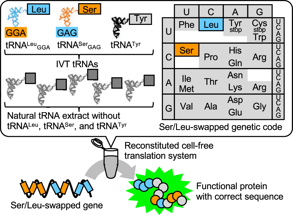 Fig. 1: Schematic representation of the concept of the Ser/Leu-swapped genetic code with the hybrid-SL tRNA set.