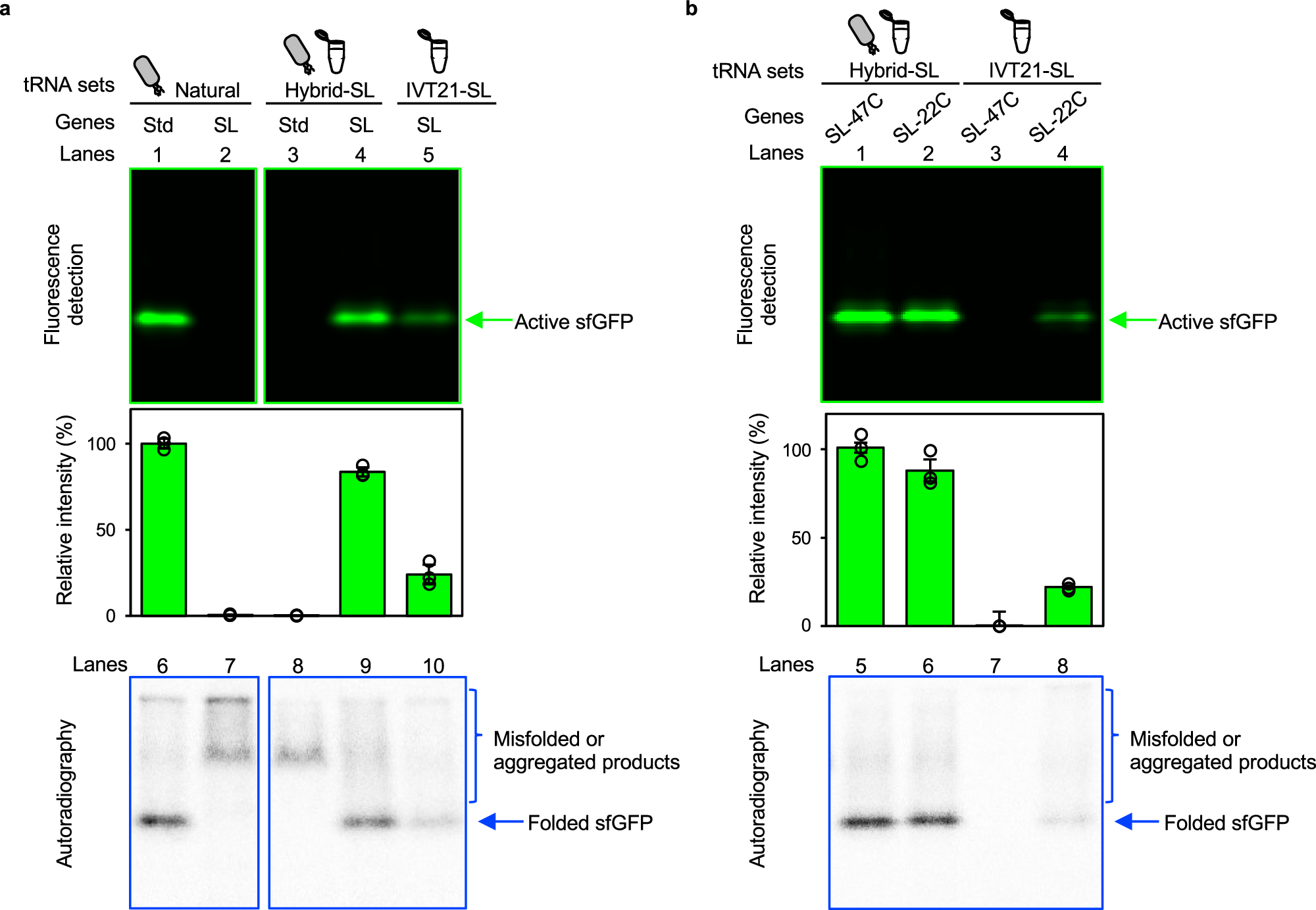 Fig. 4: Analysis of active sfGFP expression.