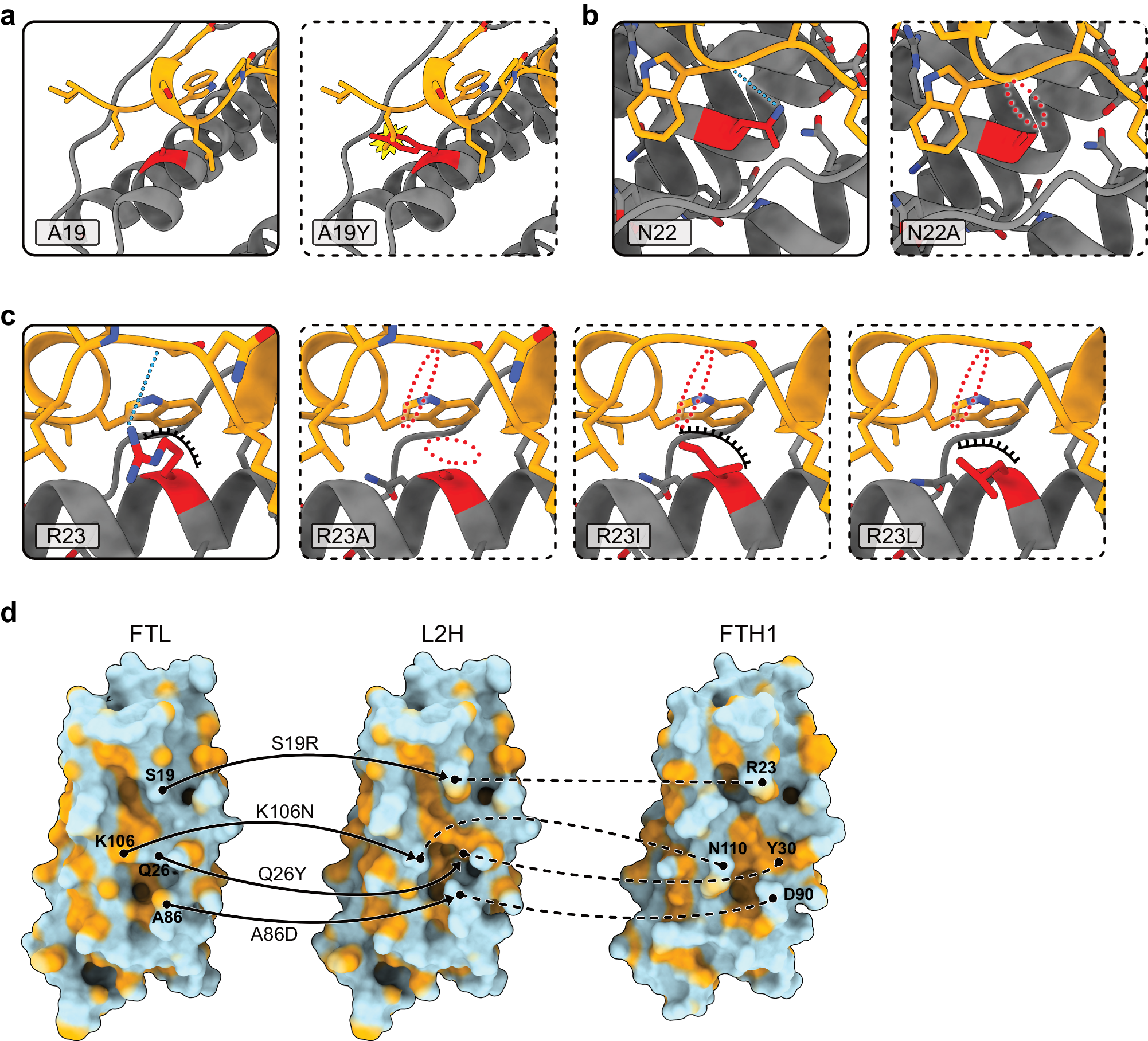 Fig. 3: Visualization of the mutations designed for modulating the interaction of FTH1 with NCOA4 and the structure-guided design of the binding site for NCOA4 on FTL.