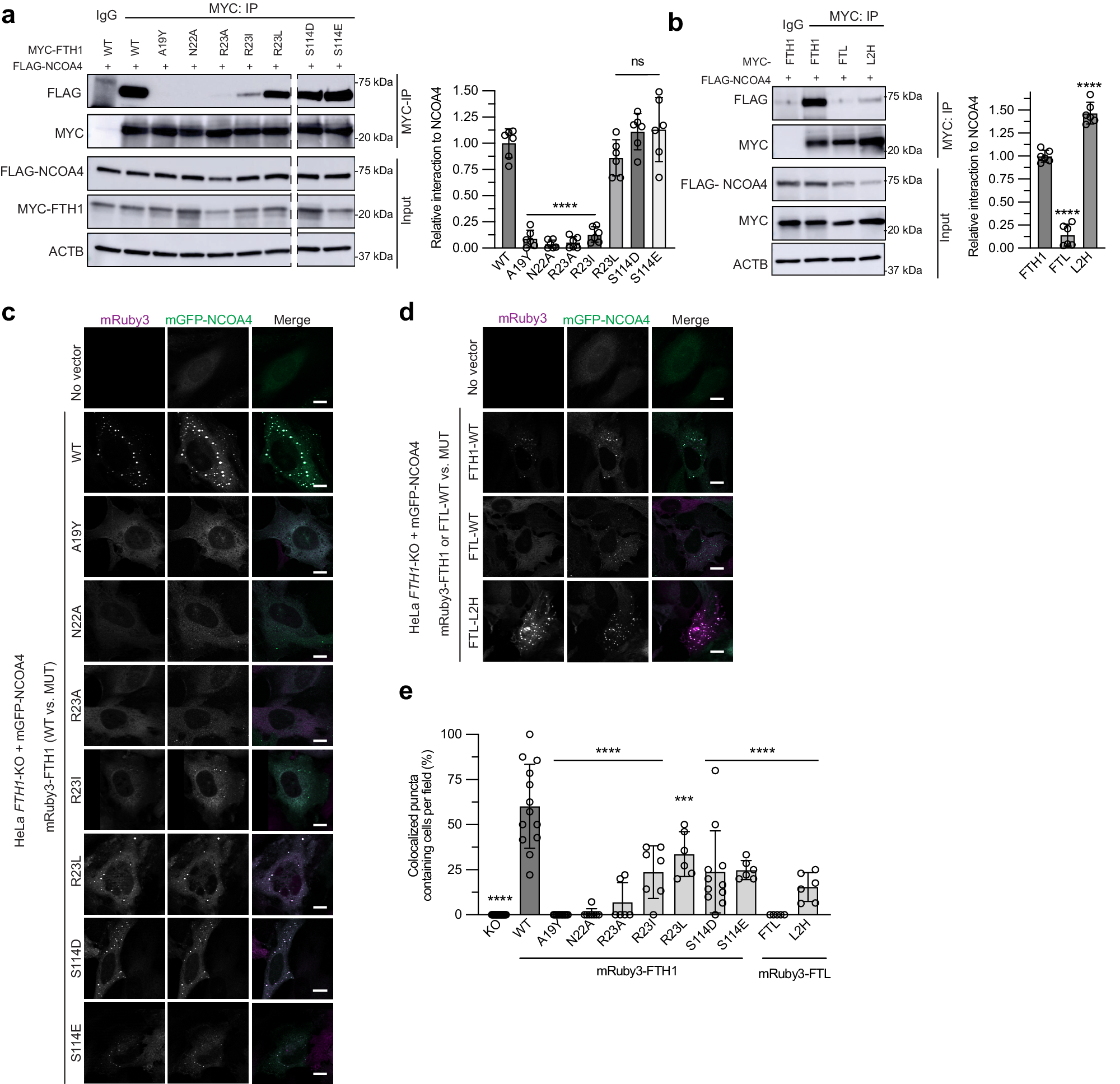 Fig. 5: FTH1 and FTL mutants modulate affinity and colocalization with NCOA4 in cells.