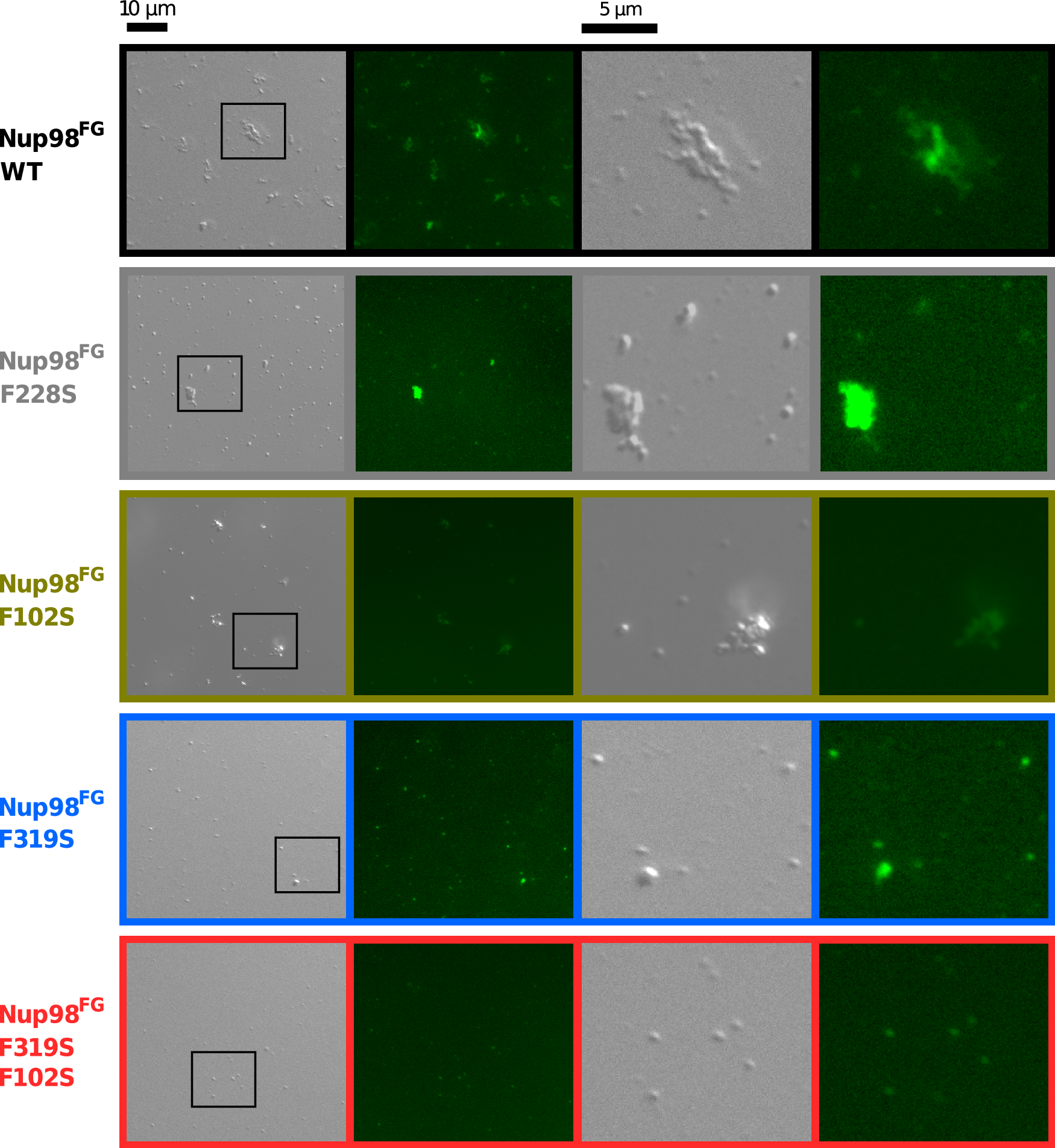 Fig. 3: Impact of Nup98 FG-repeat mutations on phase separation.