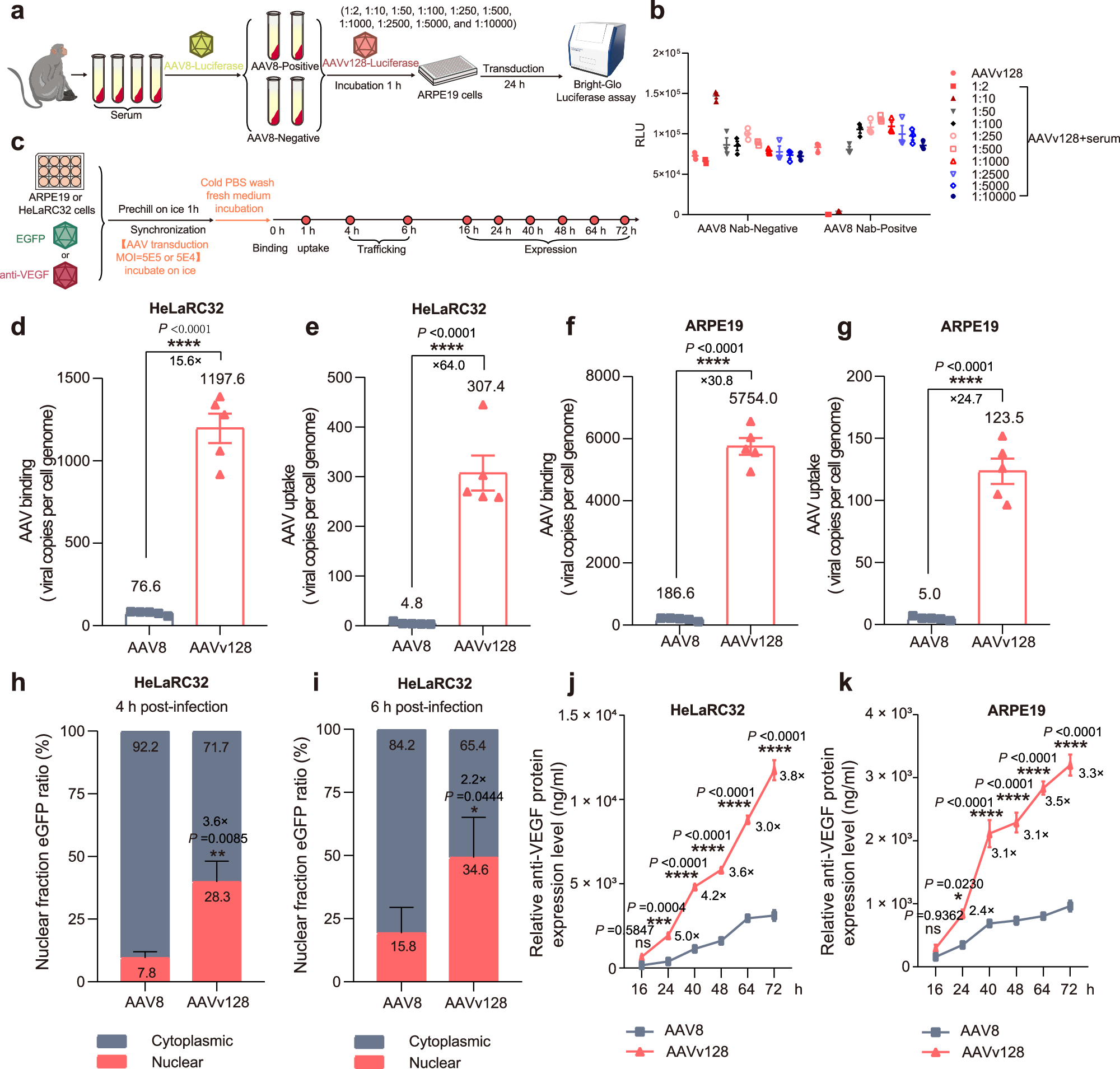 Fig. 5: Assessing the performance of the AAVv128 and AAV8 during trafficking steps.