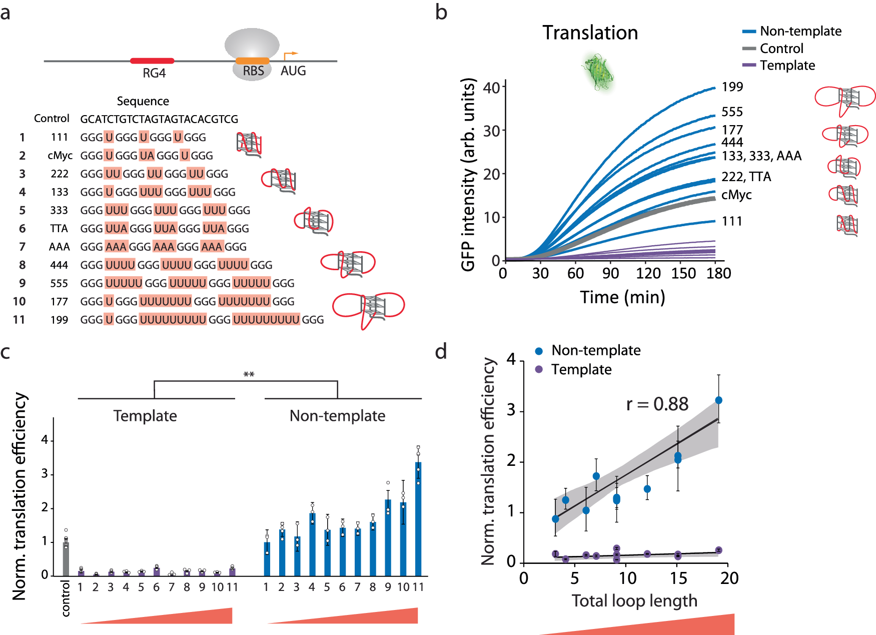 Fig. 3: Bulkiness of RG4 drives translational enhancement.