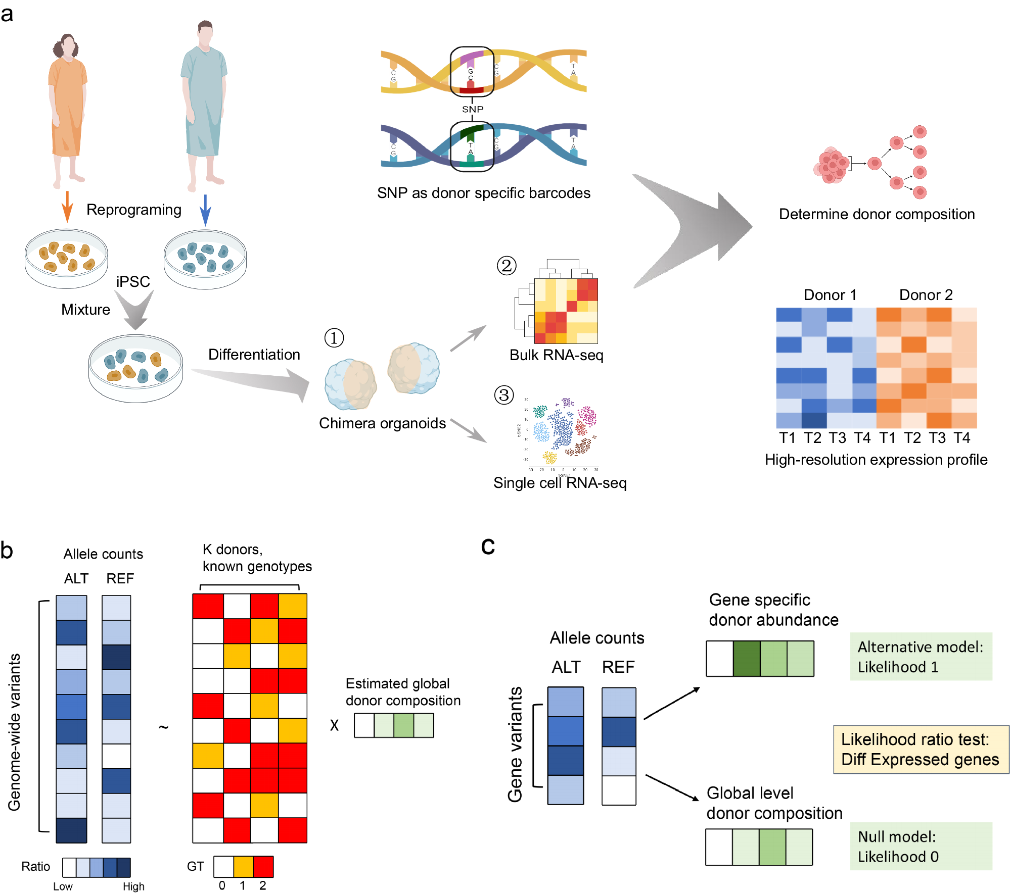 Multiplexed bulk and single-cell RNA-seq hybrid enables cost-efficient  disease modeling with chimeric organoids | Nature Communications