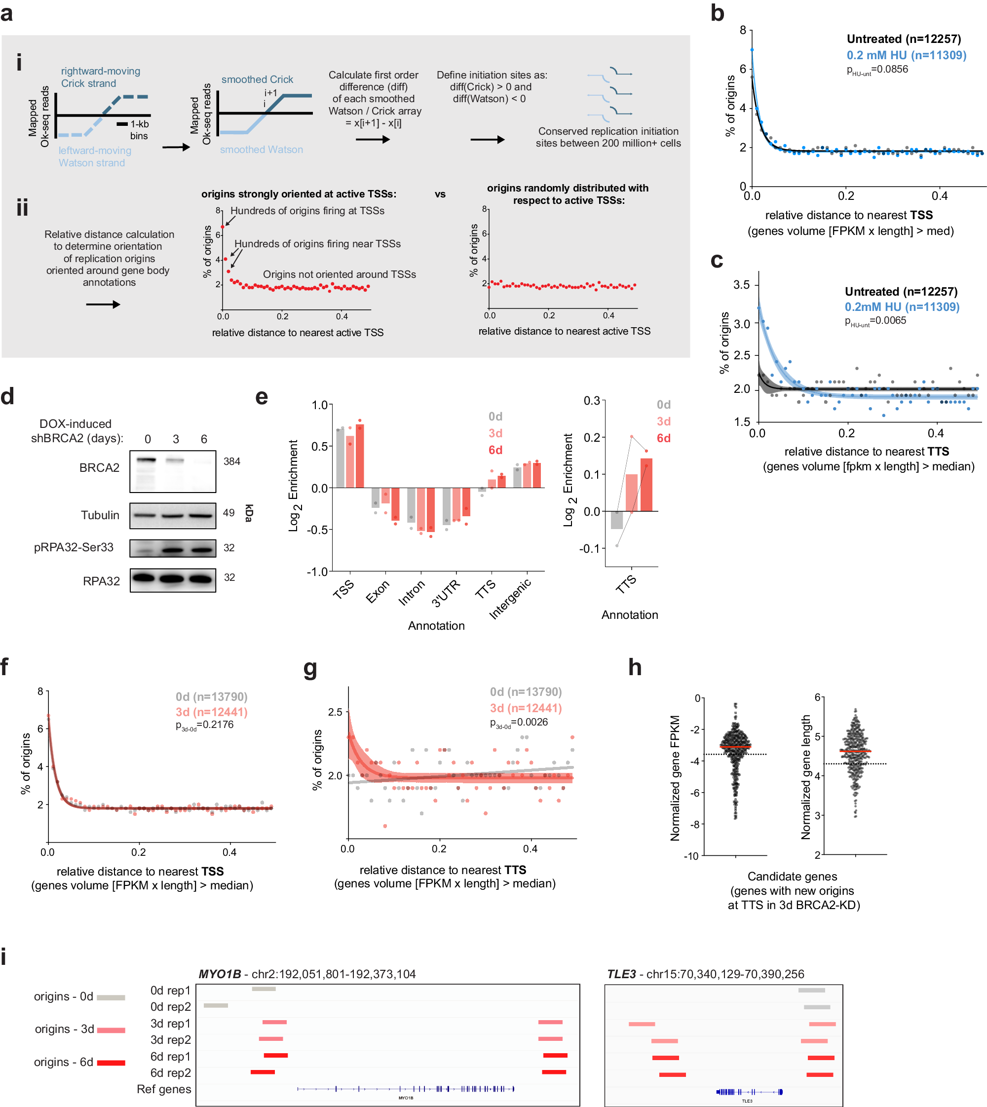cgi sarah miller porn videos Dormant origin firing promotes head-on transcription-replication conflicts at transcription termination sites in response to BRCA2 deficiency | Nature Communications