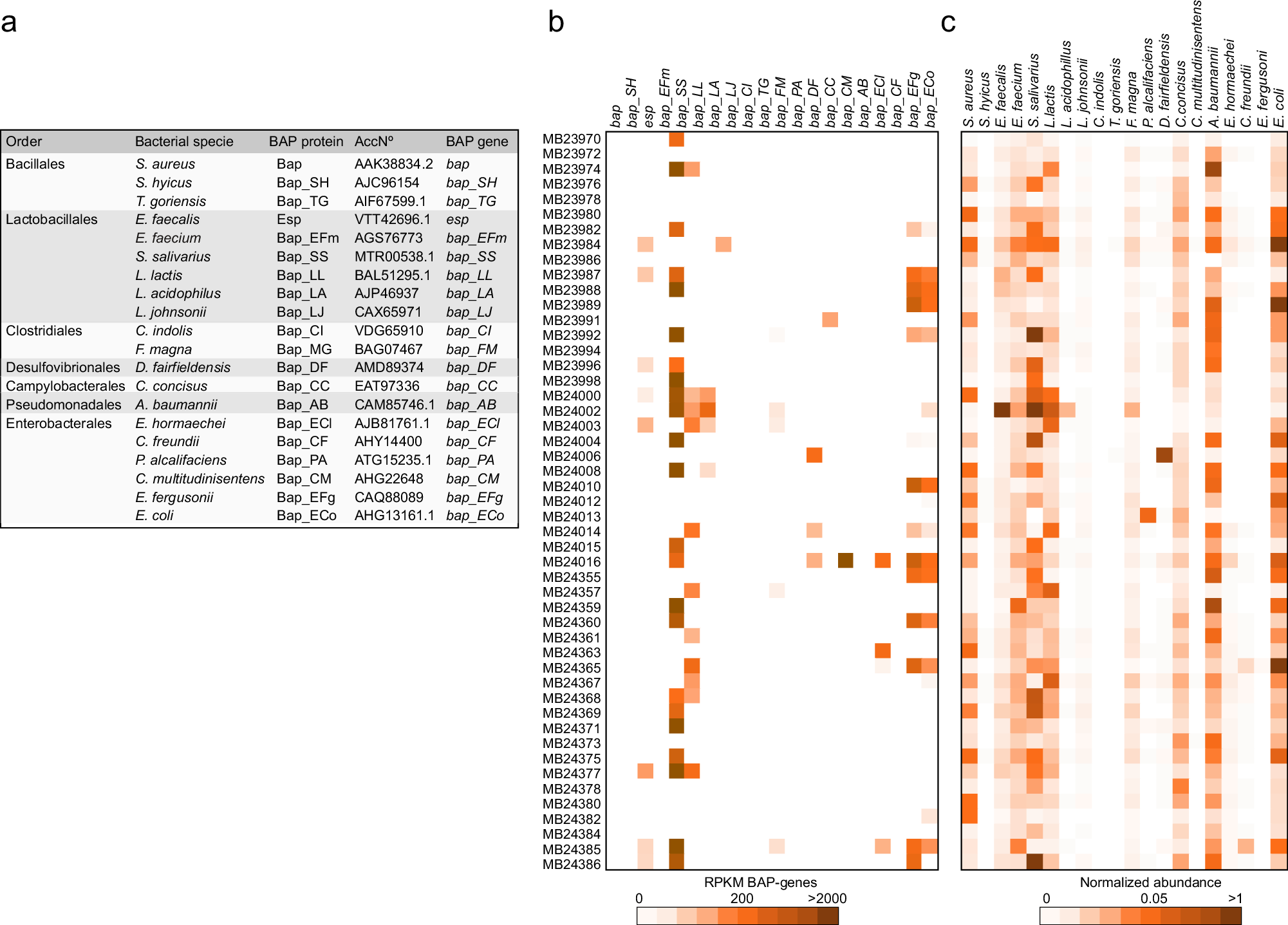 Fig. 1: BAP-like genes are part of the accessory genomes of the microbiome.