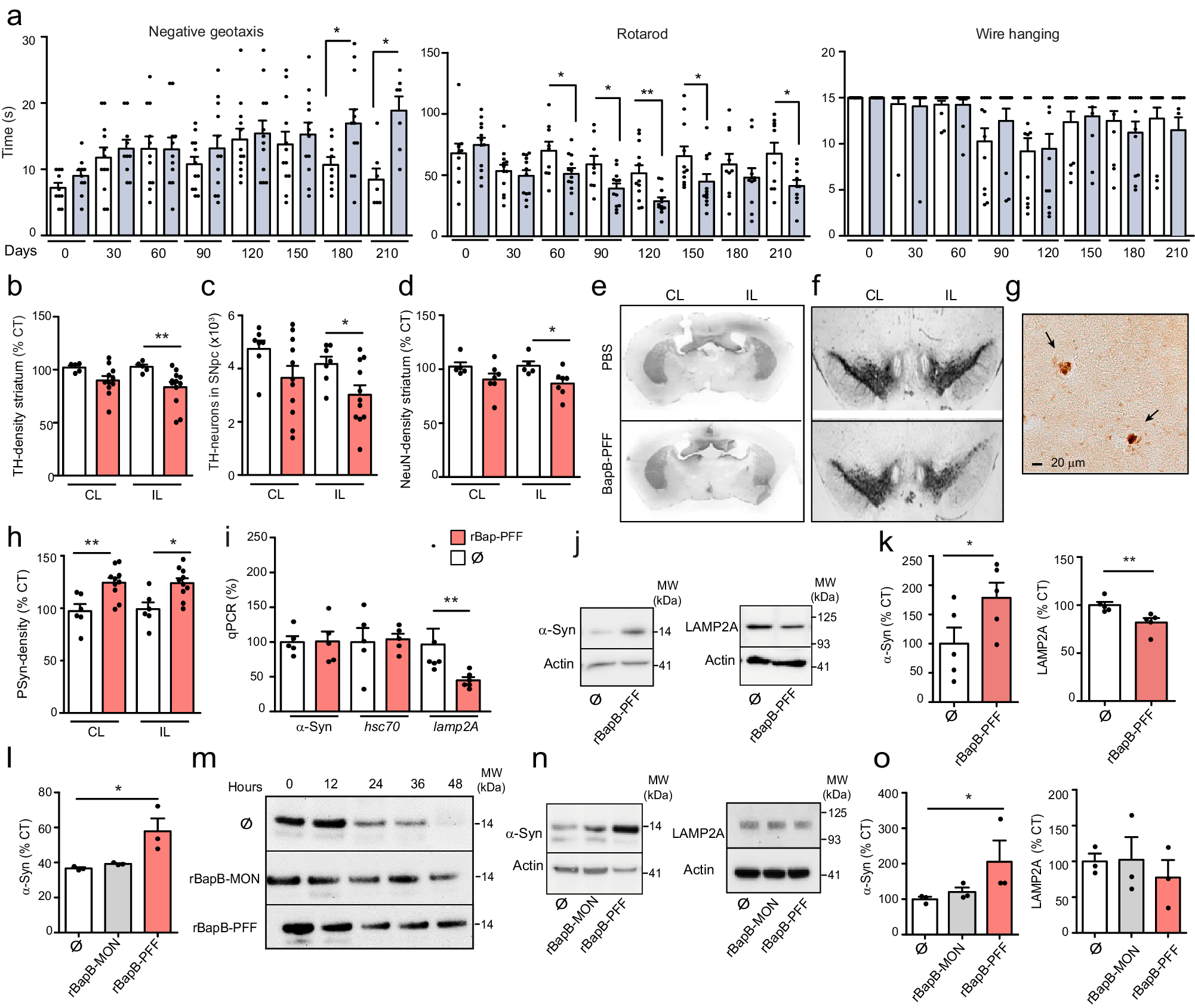 Fig. 6: Intracerebral inoculation of BAP-like amyloids enhances α-Syn pathophysiology in C57BL6/C3H F1 mice.