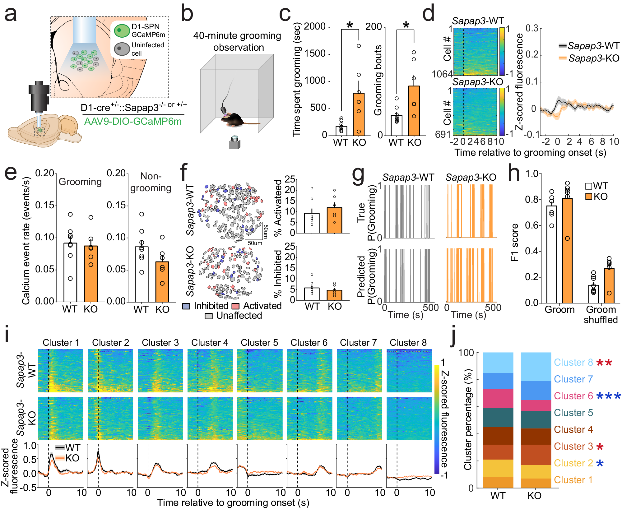 Fig. 2: D1-SPNs are not hyperactive at grooming onset in Sapap3-KO mice.