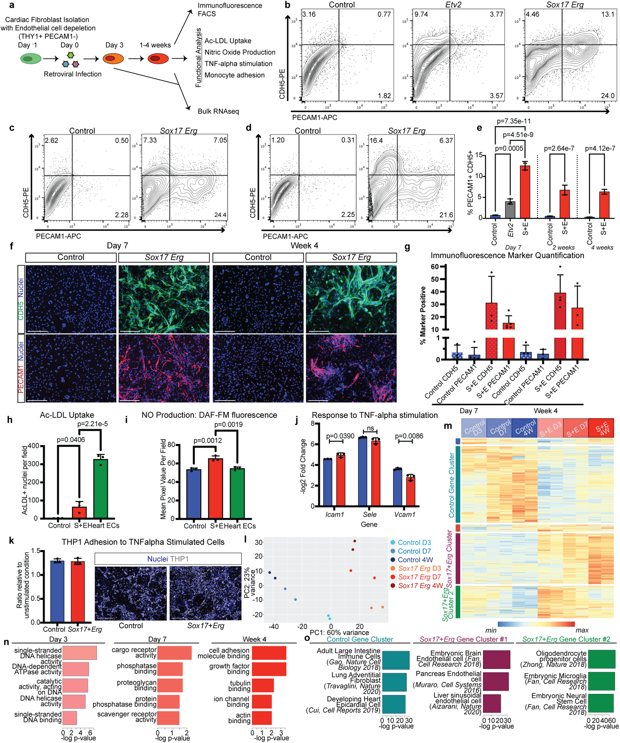 Fig. 2: Sox17-Erg reprogramming generates functional iECs.