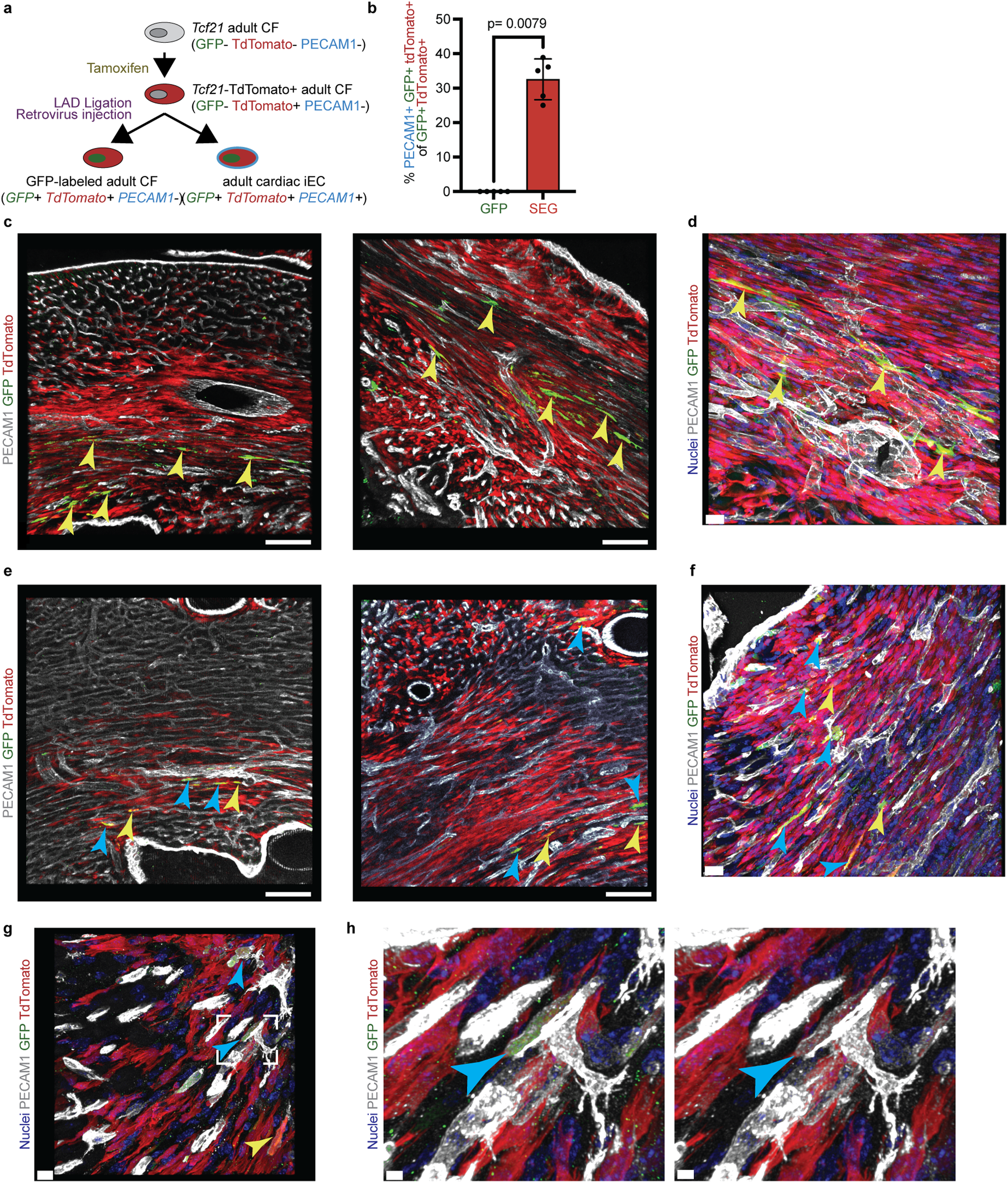 Fig. 7: Sox17-Erg directly reprograms cardiac fibroblasts in vivo.