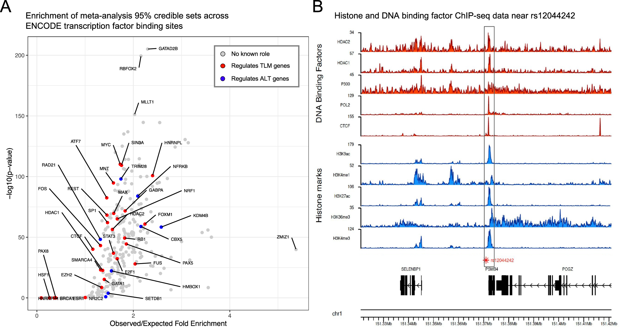 Fig. 3: Enrichment analysis of transcription factor binding sites of transcription factors with roles in telomere length regulation highlights a PAX5 binding site near PSMB4.