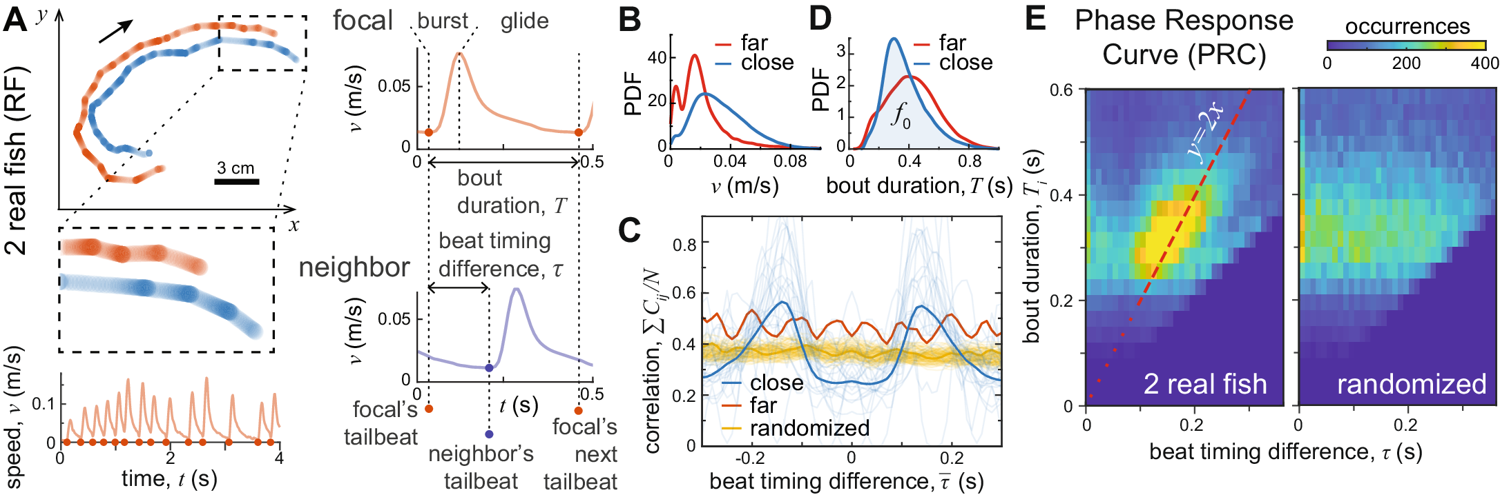 Fig. 1: Temporal relationship of real fish (RF) pairs.