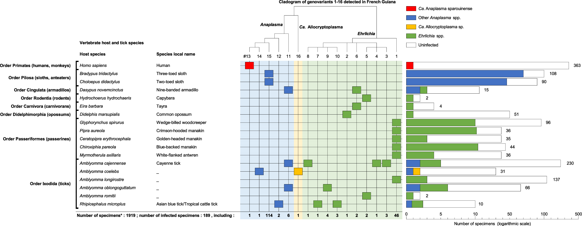 Fig. 2: Distribution of Ehrlichia, Anaplasma, and Ca. Allocryptoplasma infections in humans, wildlife, and associated ticks in French Guiana.