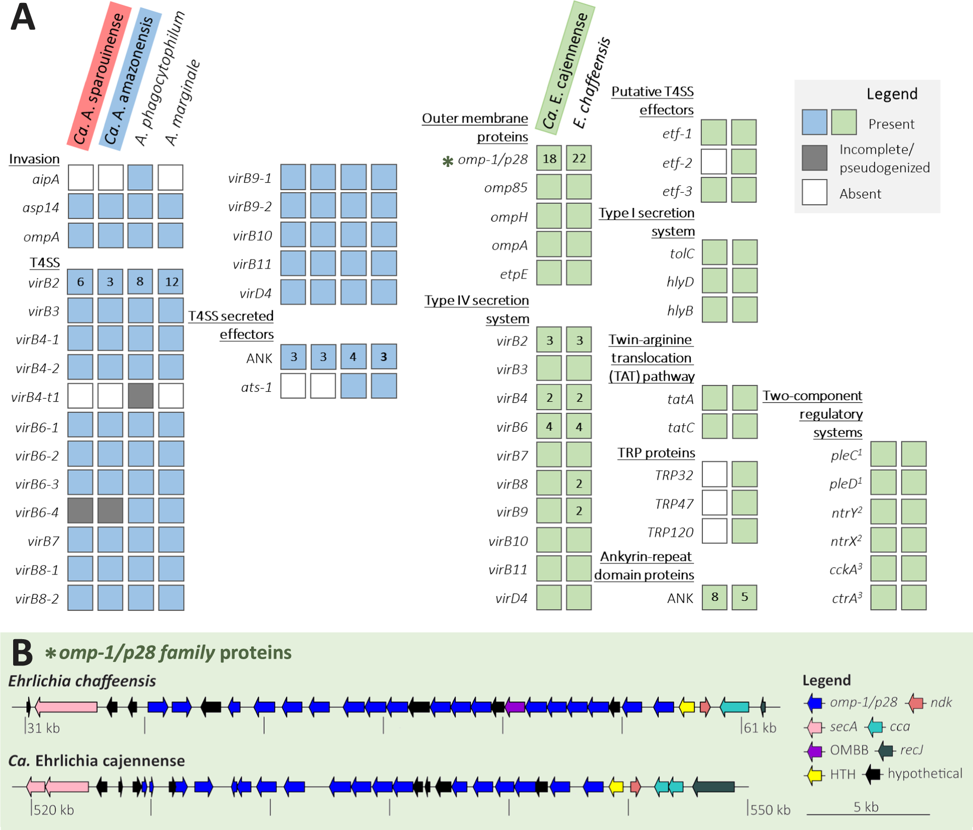 Fig. 5: Pathogenic features of Ca. Anaplasma sparouinense, Ca. Anaplasma amazonensis, Ca. Ehrlichia cajennense MAGs and representative genomes of Anaplasma and Ehrlichia species (A. phagocytophilum strain HZ [CP006617], A. marginale strain Florida [CP001079], and E. chaffeensis strain West Paces [CP007480]).