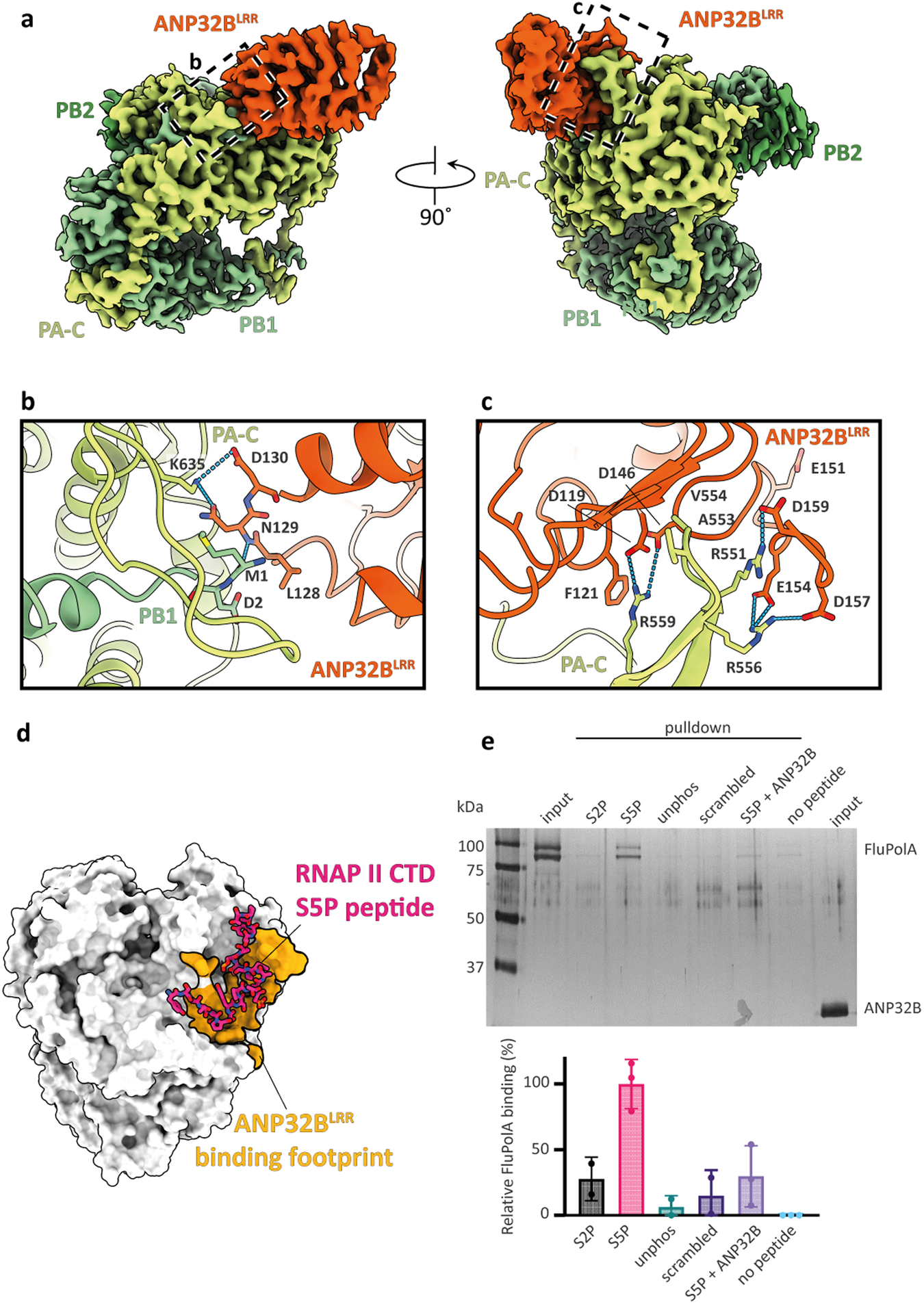 Fig. 1: Human ANP32B forms a complex with monomeric H5N1 FluPolA.