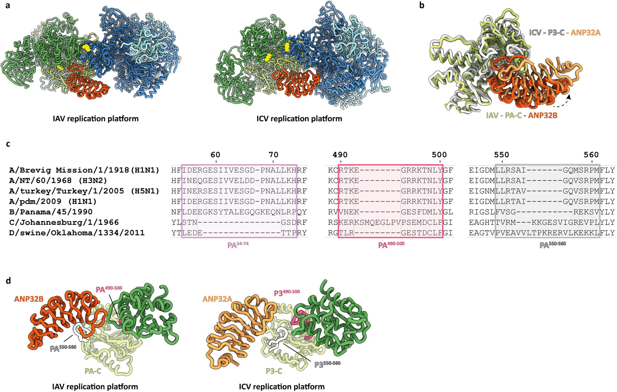 Fig. 3: Comparison between IAV and ICV replication platforms.