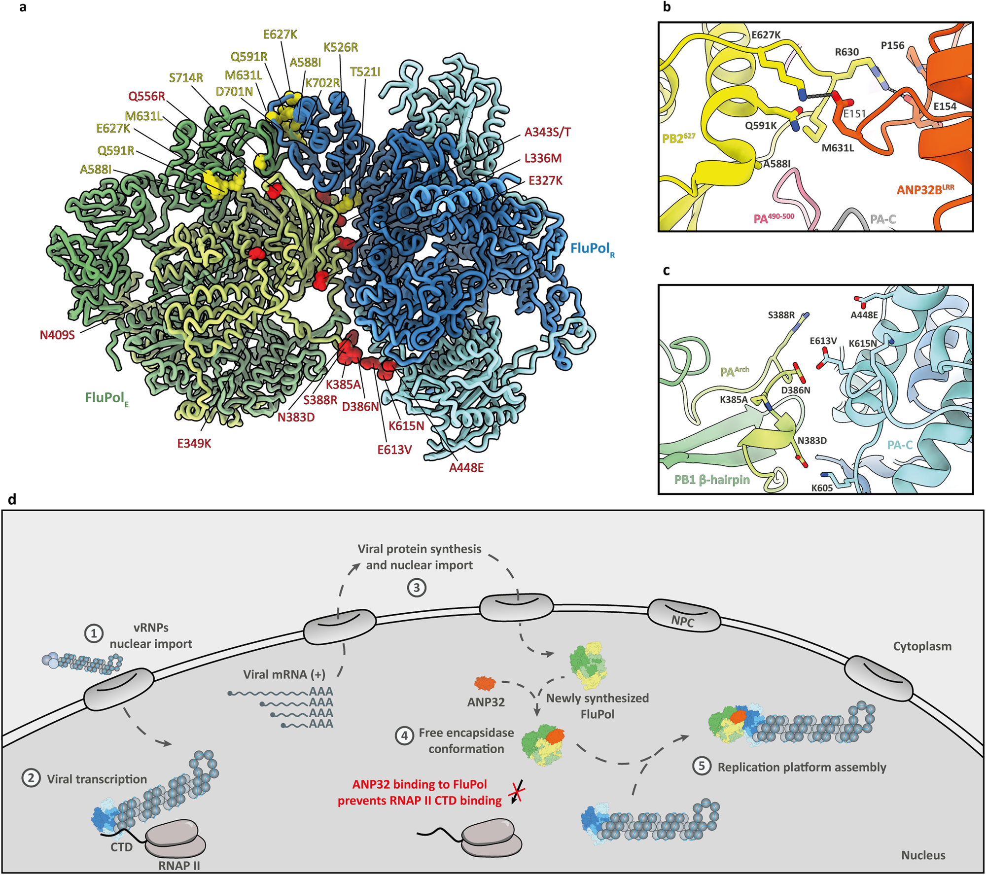 Fig. 4: Adaptive mutations on the IAV replication platform.