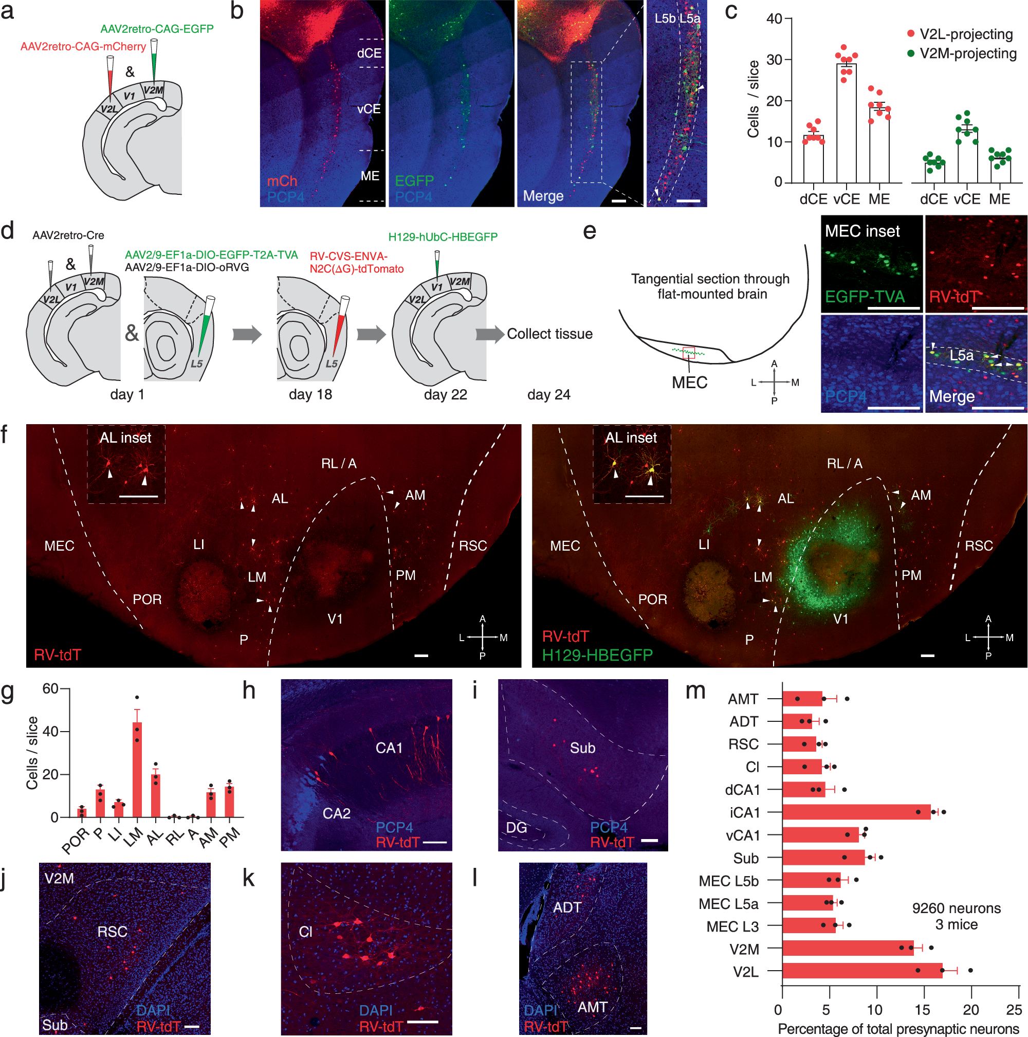 Fig. 3: Multiple higher-order visual areas contribute to the V1→V2→MEC L5a pathway.