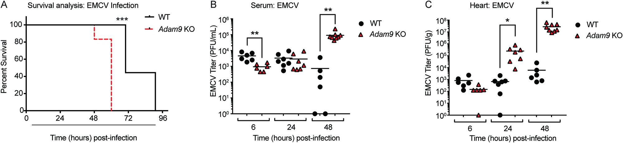 Fig. 1: Adam9 KO mice are highly susceptible to EMCV infection of the heart.
