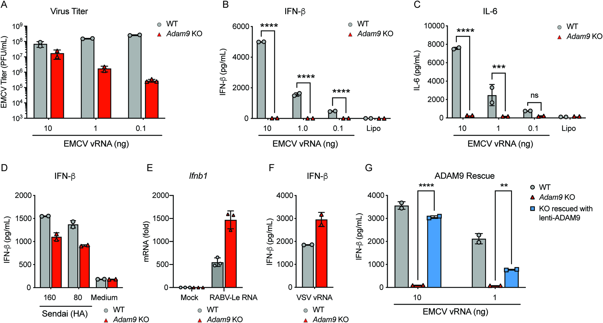 Fig. 6: ADAM9 is required for the innate immune response to EMCV vRNA.