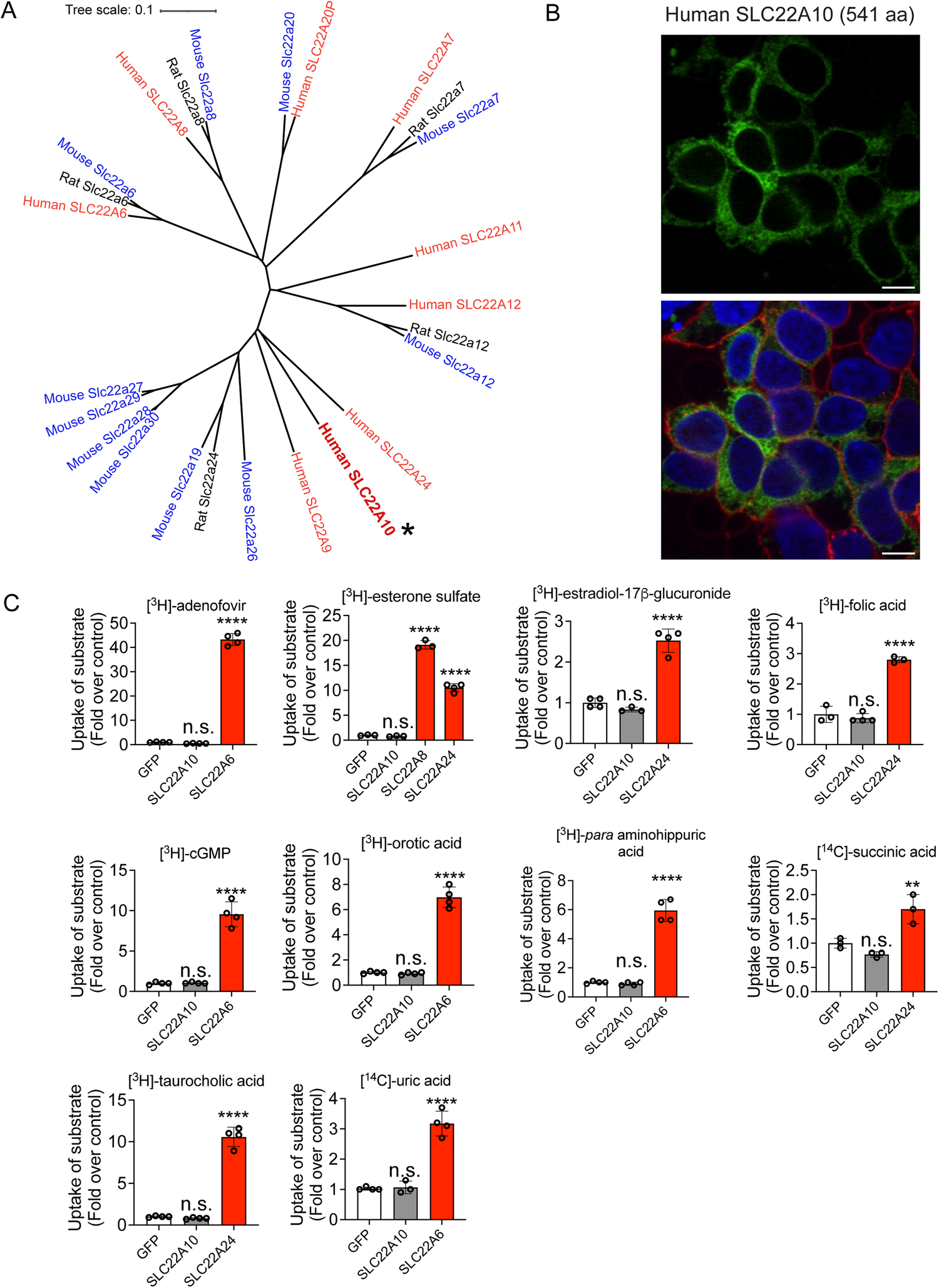 Illuminating the function of the orphan transporter, SLC22A10, in humans  and other primates | Nature Communications