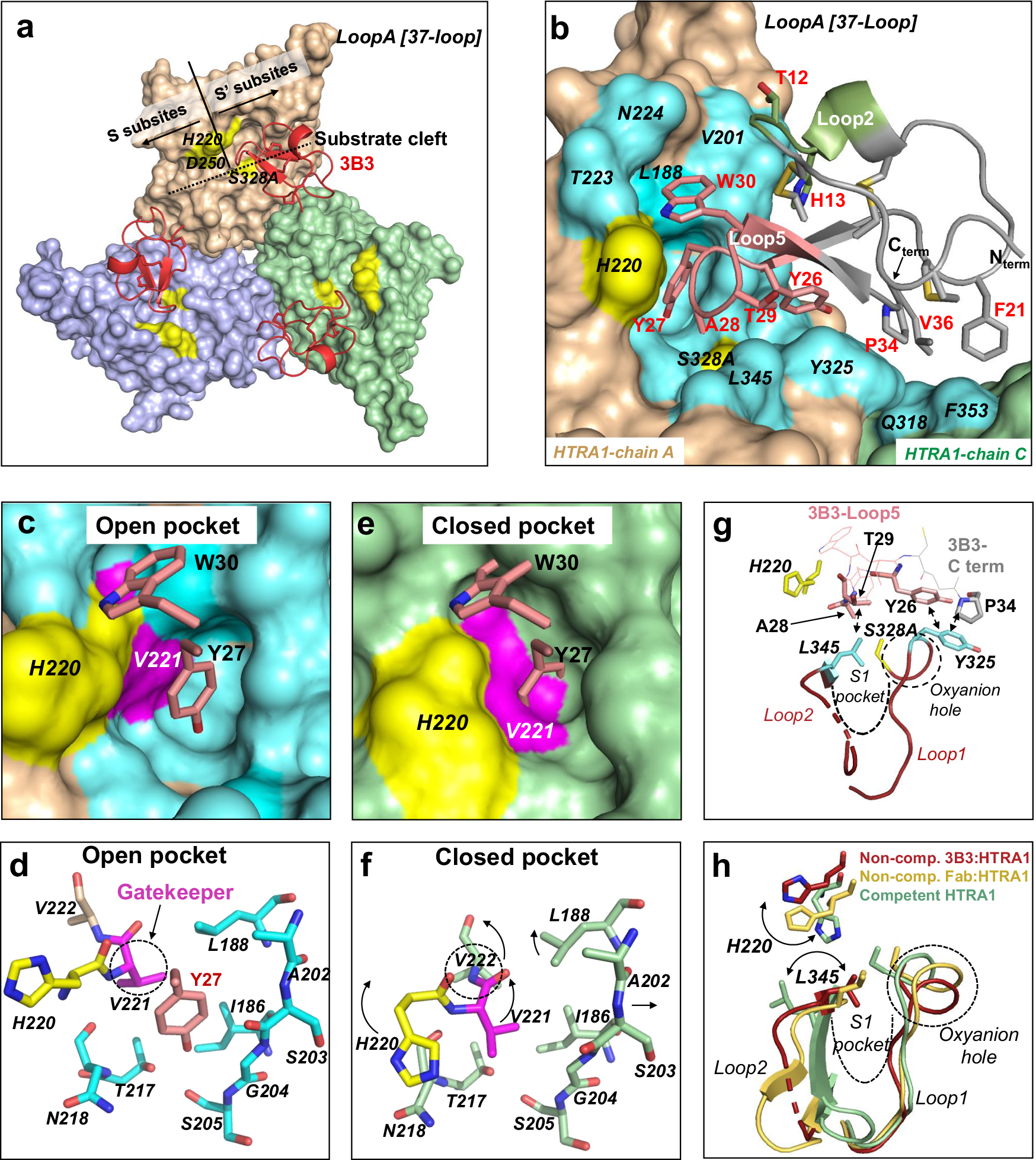Fig. 3: Crystal structure of the 3B3:HTRA1PD(SA) complex shows the cryptic pocket and non-competent active site.