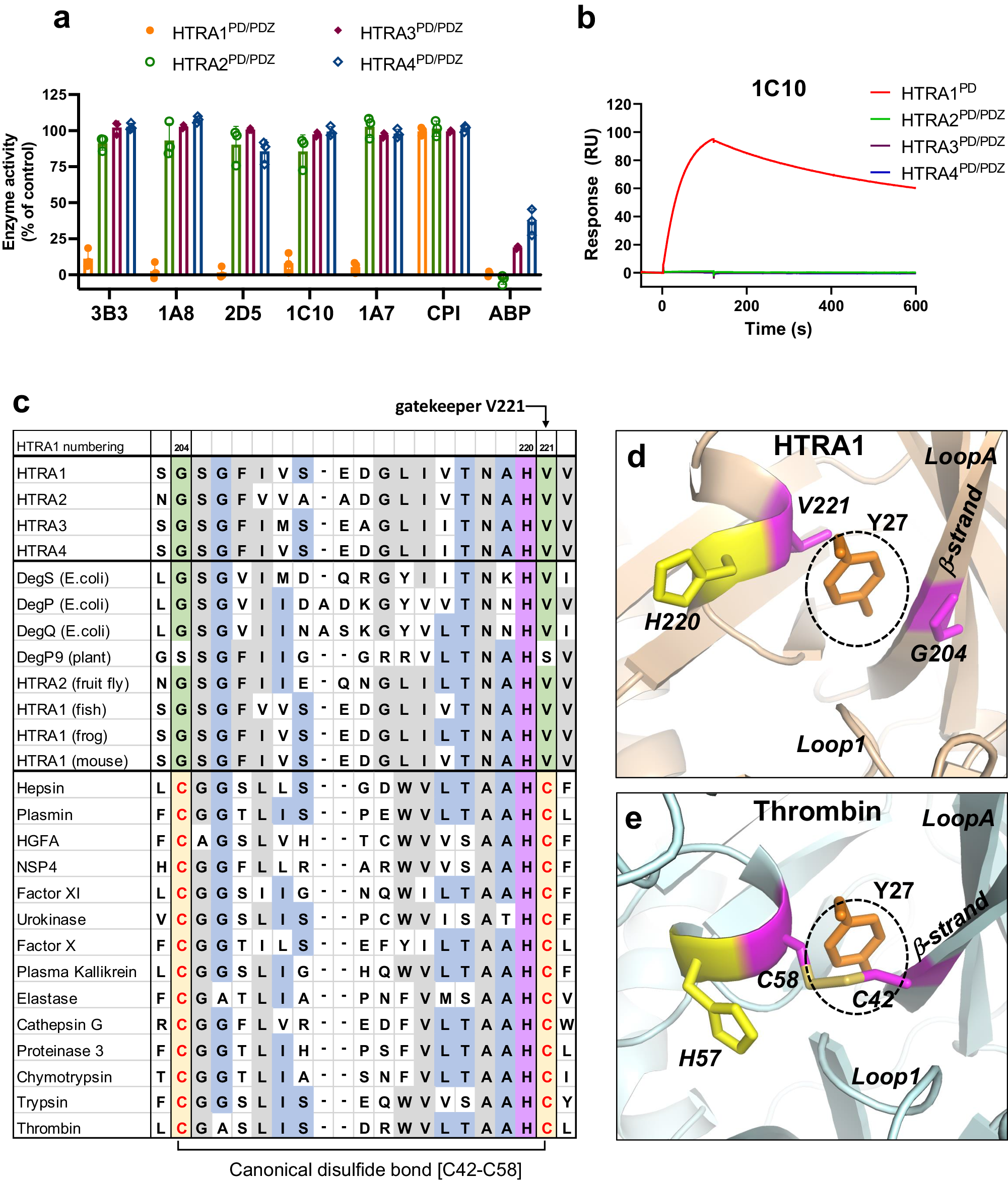 Fig. 4: The cryptic binding pocket provides selectivity of CKPs for HTRA1.