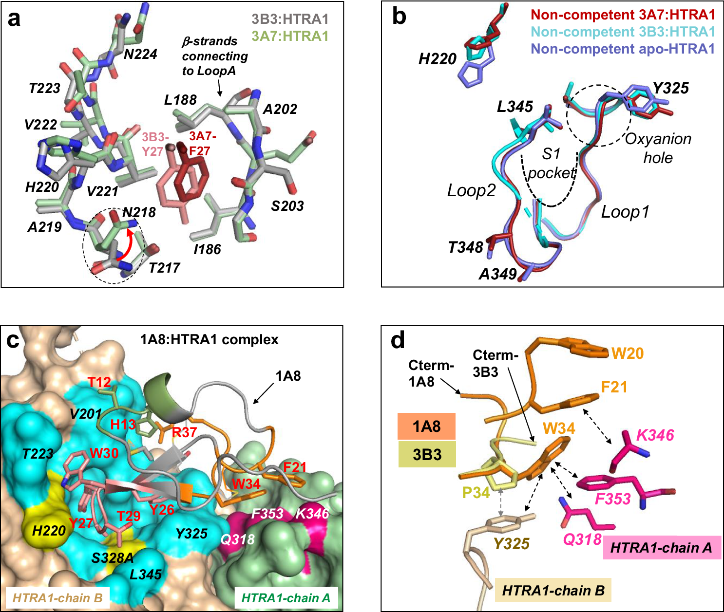 Fig. 5: The 3A7:HTRA1PD(SA) and 1A8: HTRA1PD/(SA) complexes.