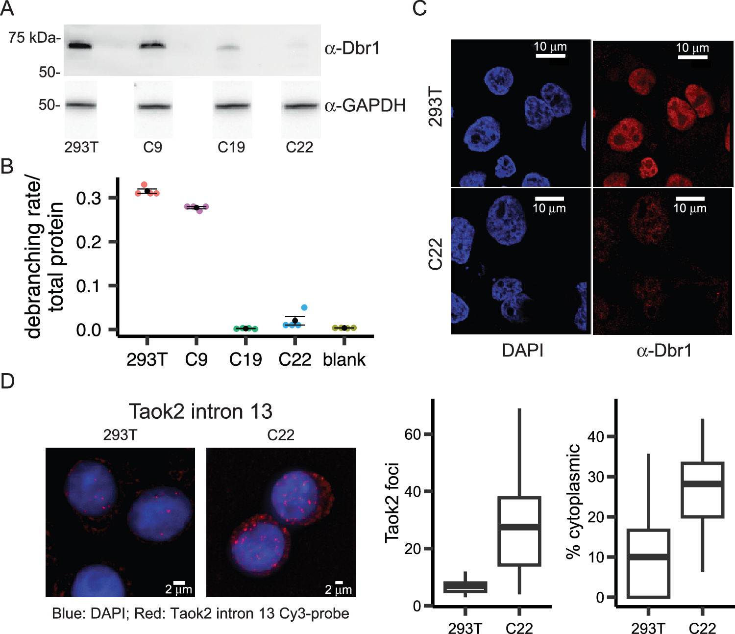 Fig. 1: The predominantly nuclear Dbr1 supplies all debranching activity in 293 T cell extract.