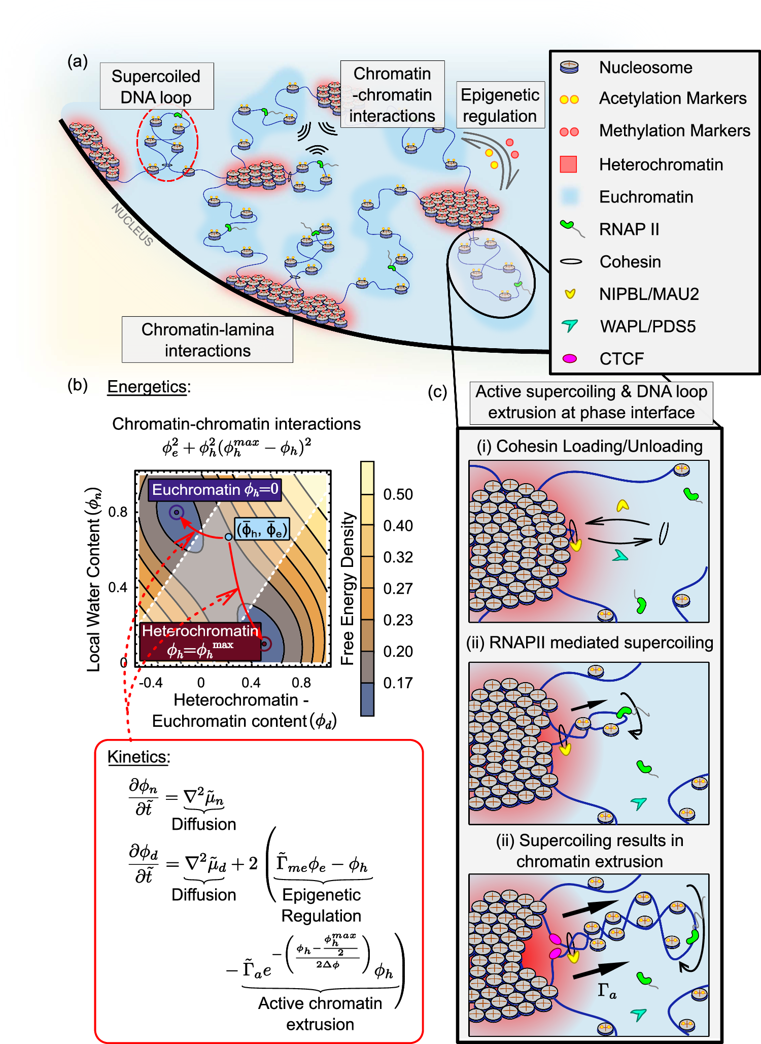 Fig. 1: Schematic description of model ingredients.