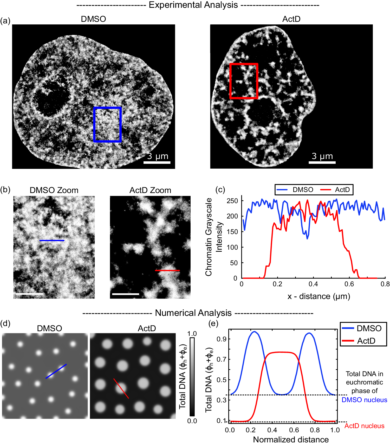 Fig. 4: Loss of transcription reduces the amount of DNA in euchromatic phase.